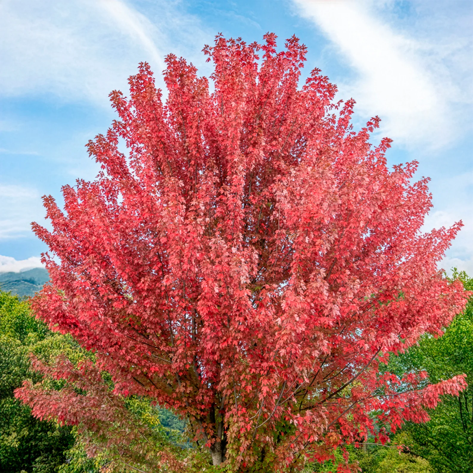 Esdoorn Freeman 'Autumn Blaze'