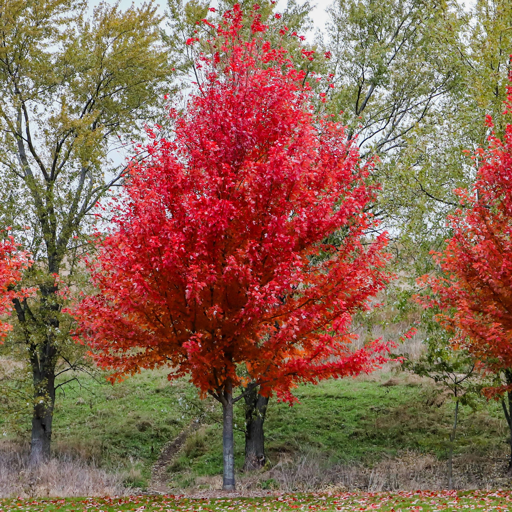 Esdoorn Freeman 'Autumn Blaze' - Image 2