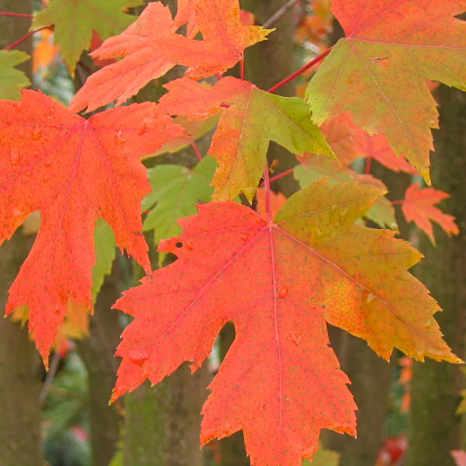 Esdoorn Freeman 'Autumn Blaze' - Image 3