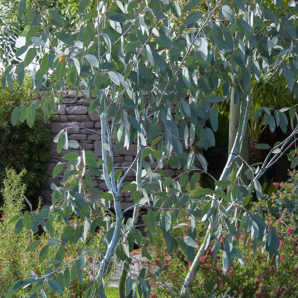 Eucalyptus Blue Ice