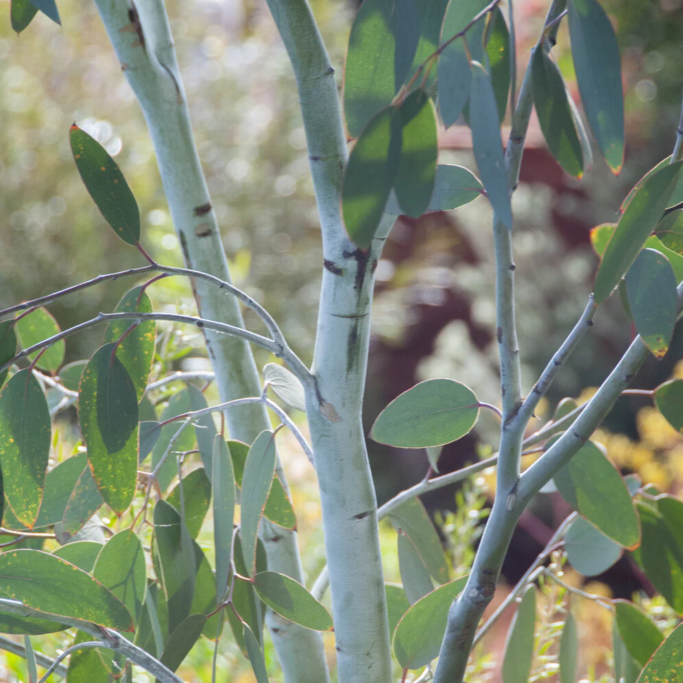 Eucalyptus Blue Ice - Image 2