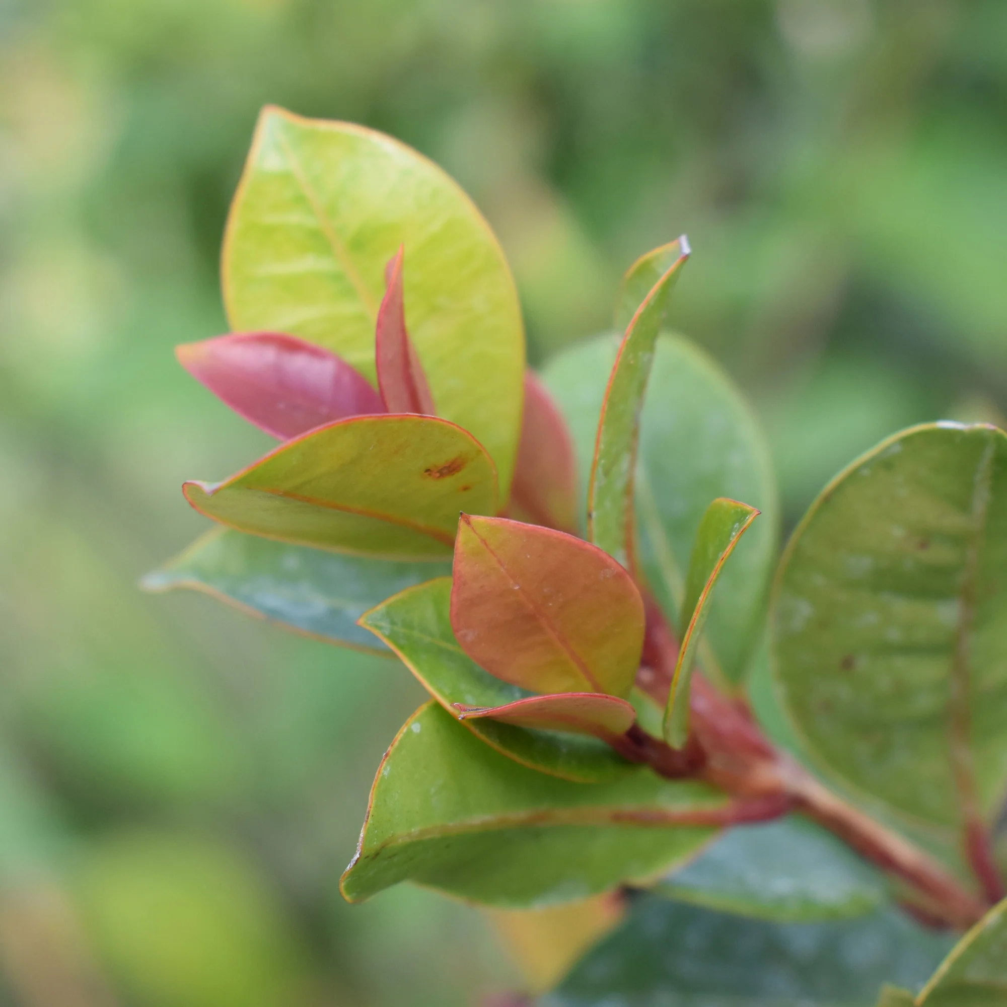 Eugenia myrtifolia 'Newport'/Australische kers 'Newport'