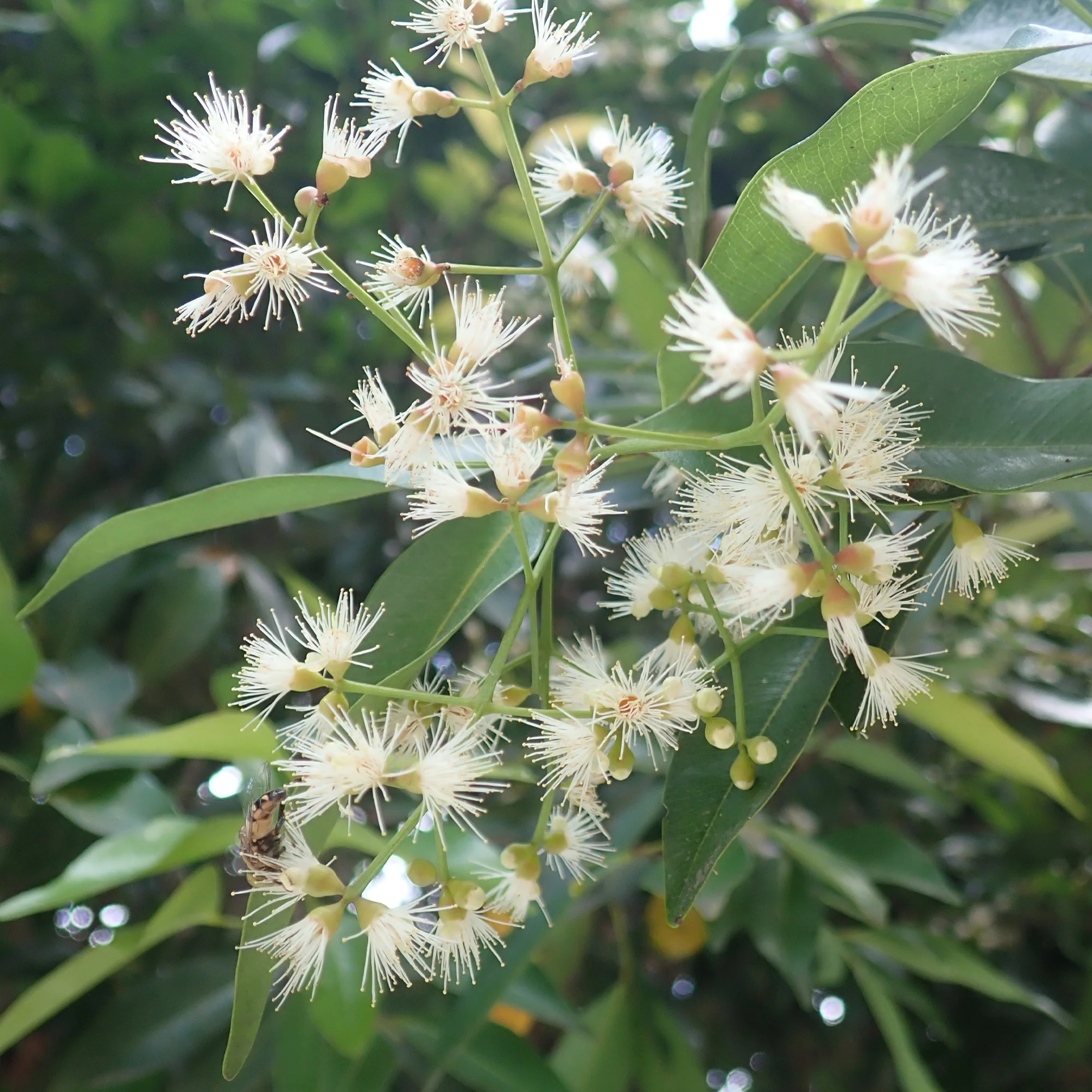Eugenia myrtifolia 'Newport'/Australische kers 'Newport' - Image 2