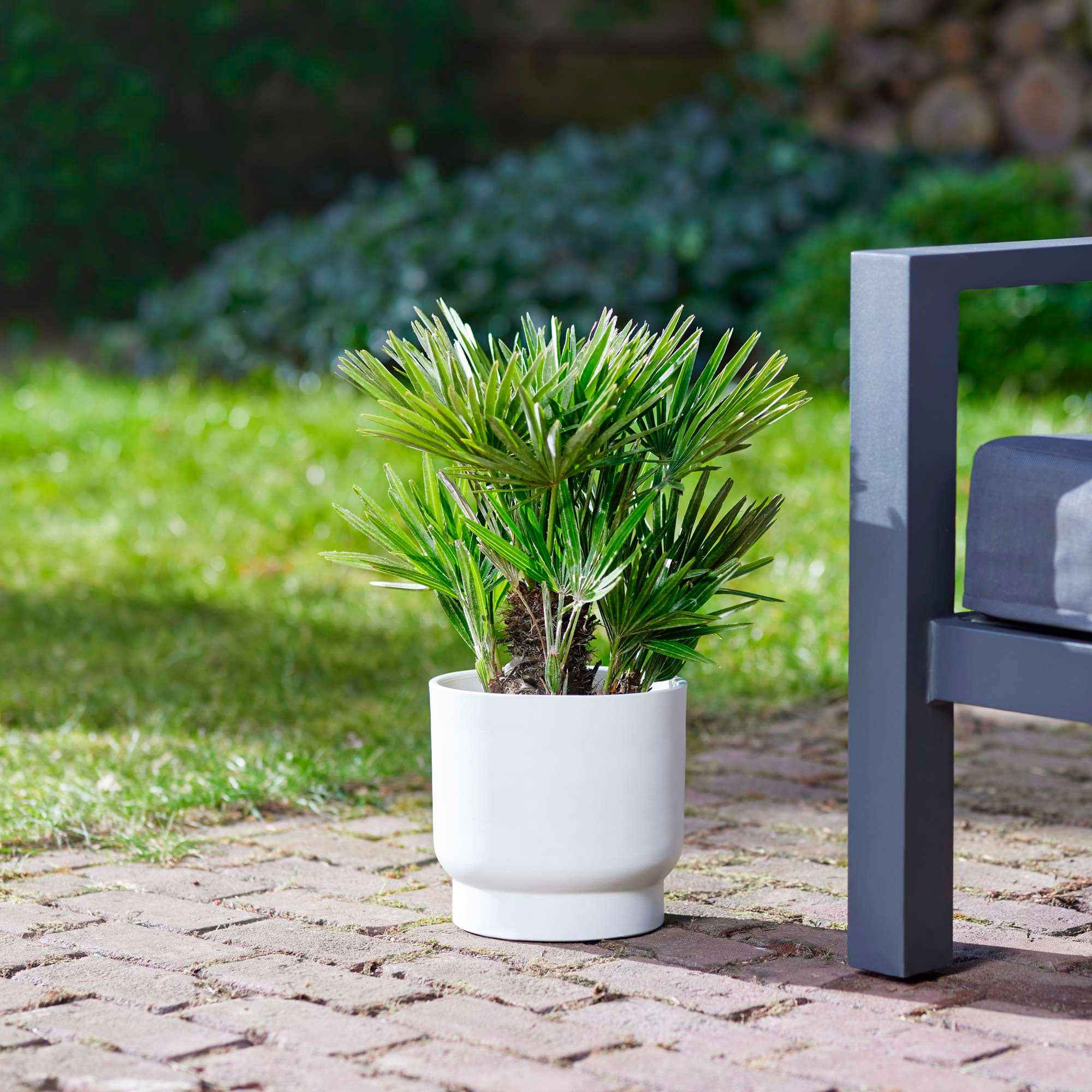 Europese dwergpalm 3 Liter pot