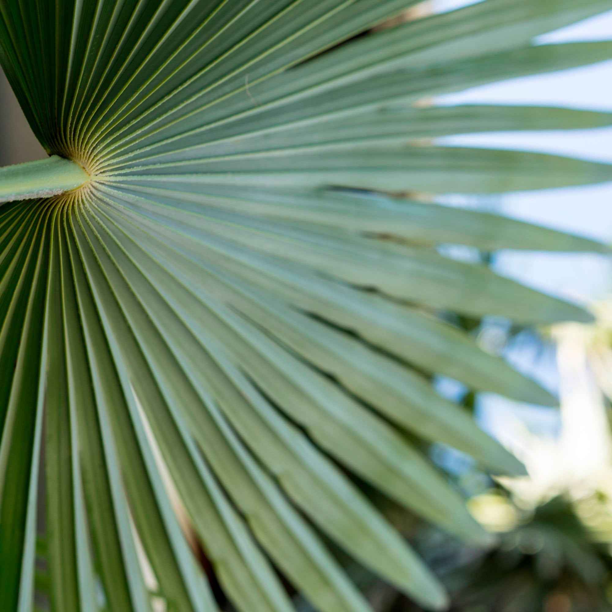 Europese dwergpalm 3 Liter pot - Image 2
