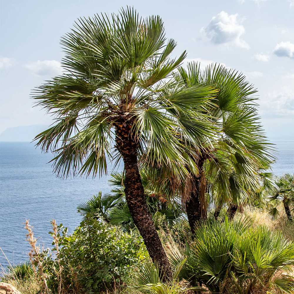 Europese dwergpalm 3 Liter pot - Image 3