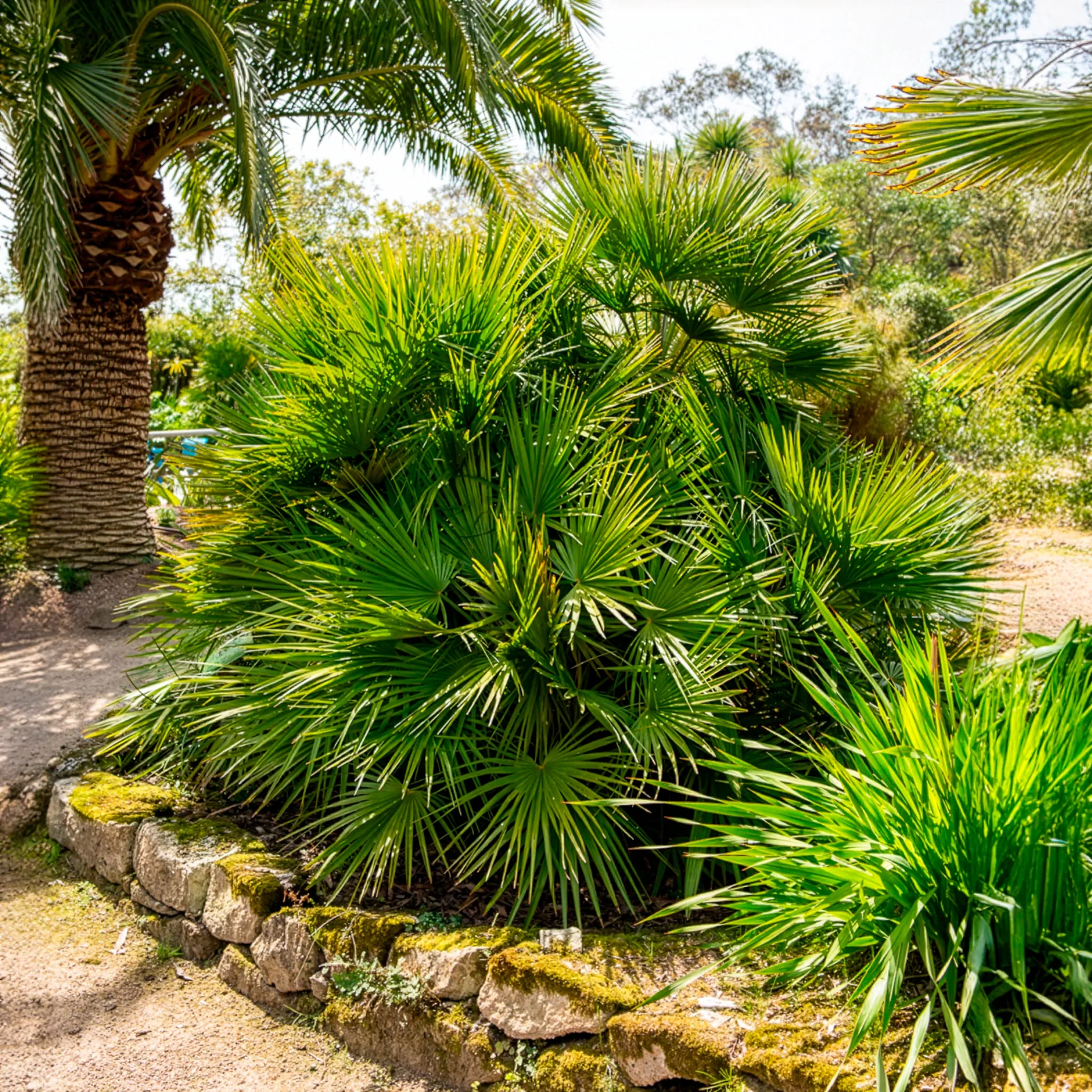 Europese dwergpalm 3 Liter pot - Image 4