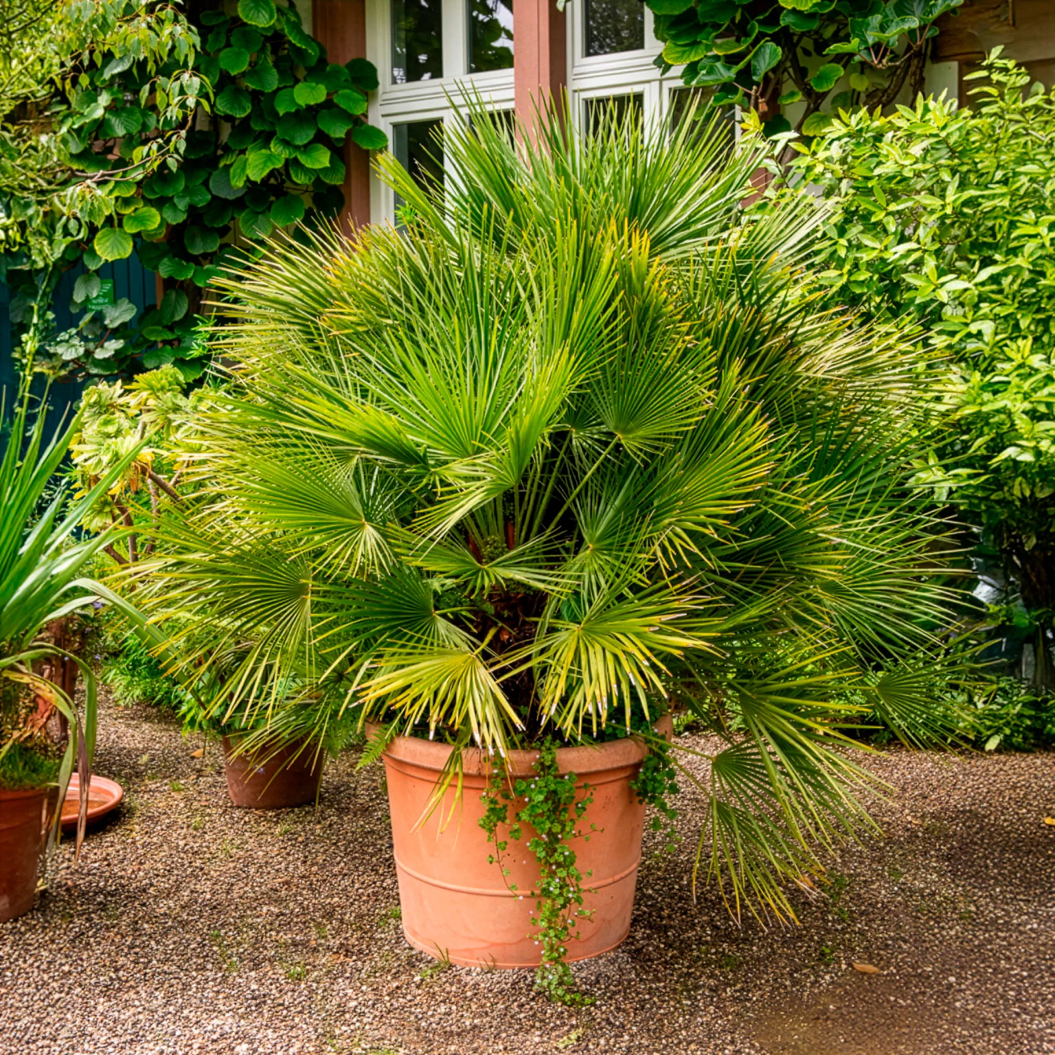 Europese dwergpalm 3 Liter pot - Image 5