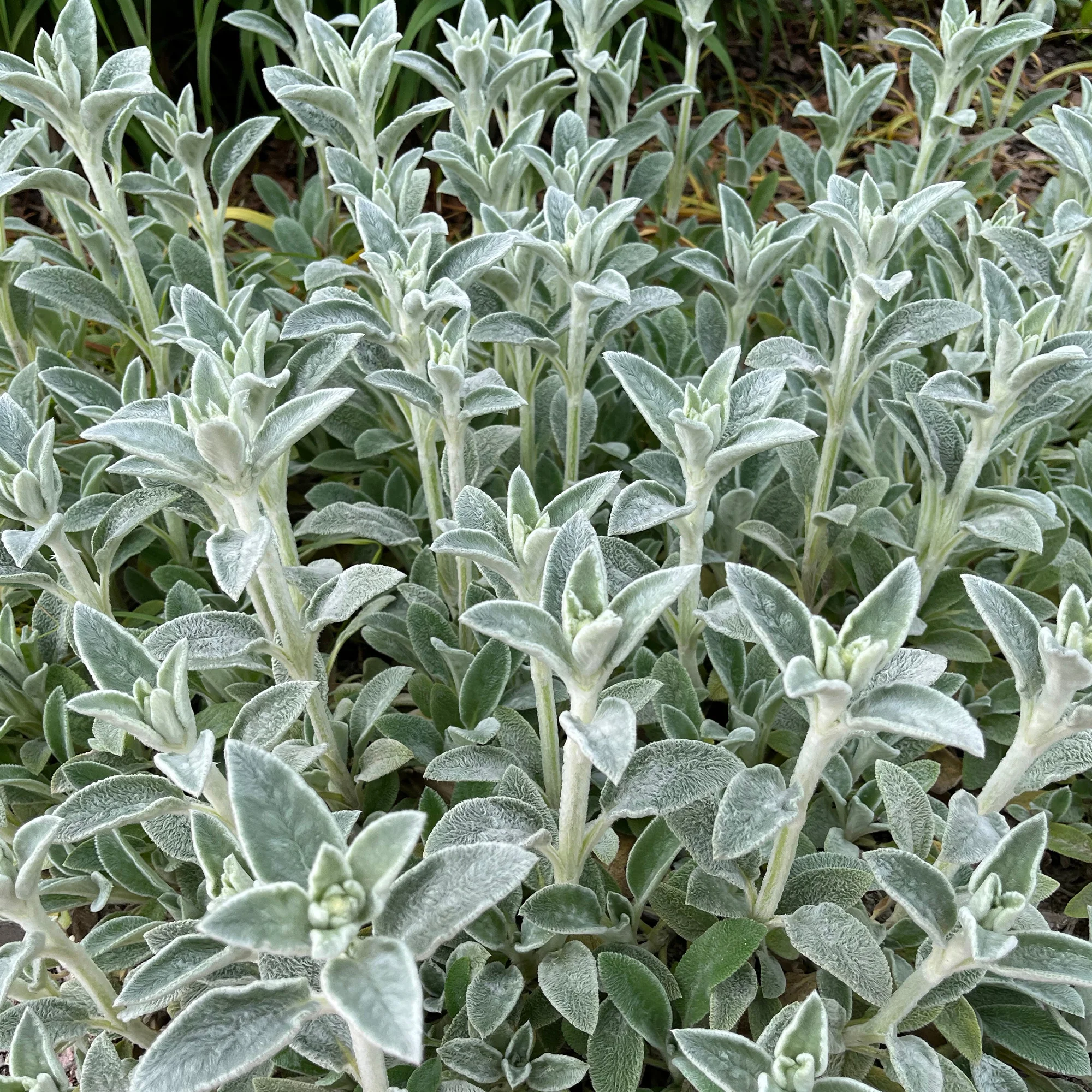 Ezelsoor Silver Carpet - Image 2