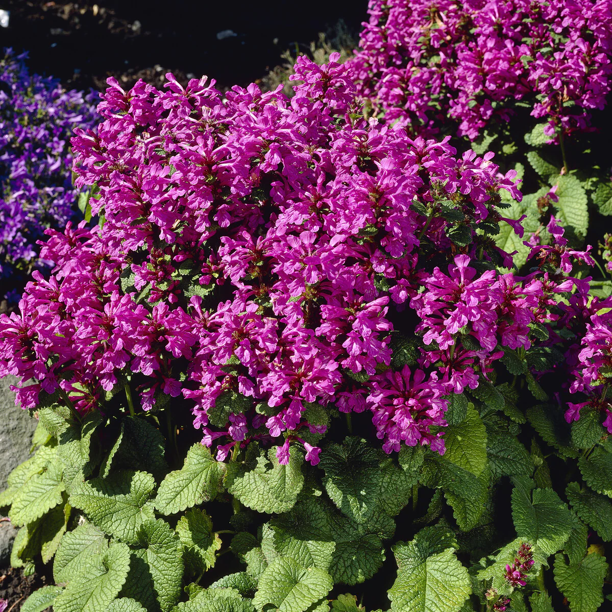 Ezelsoor Superba - Image 2