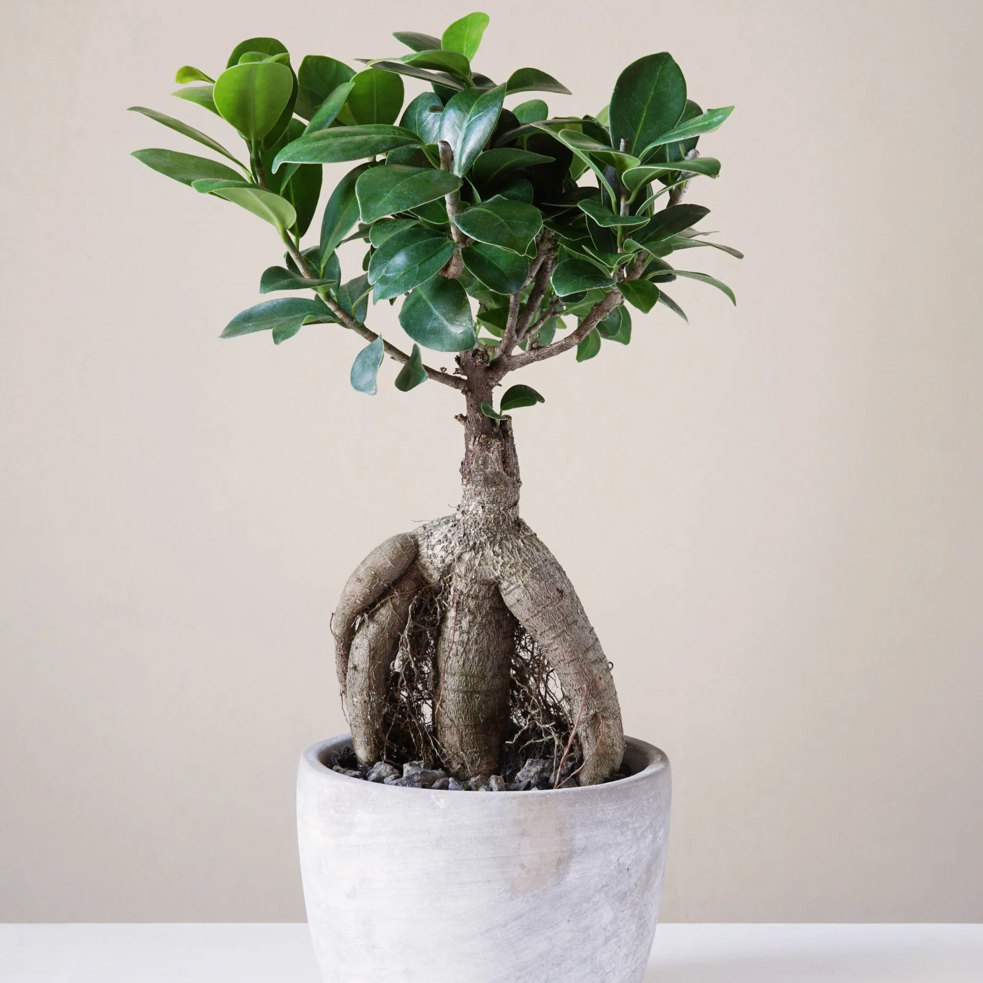 Ficus 'Ginseng' - Image 2