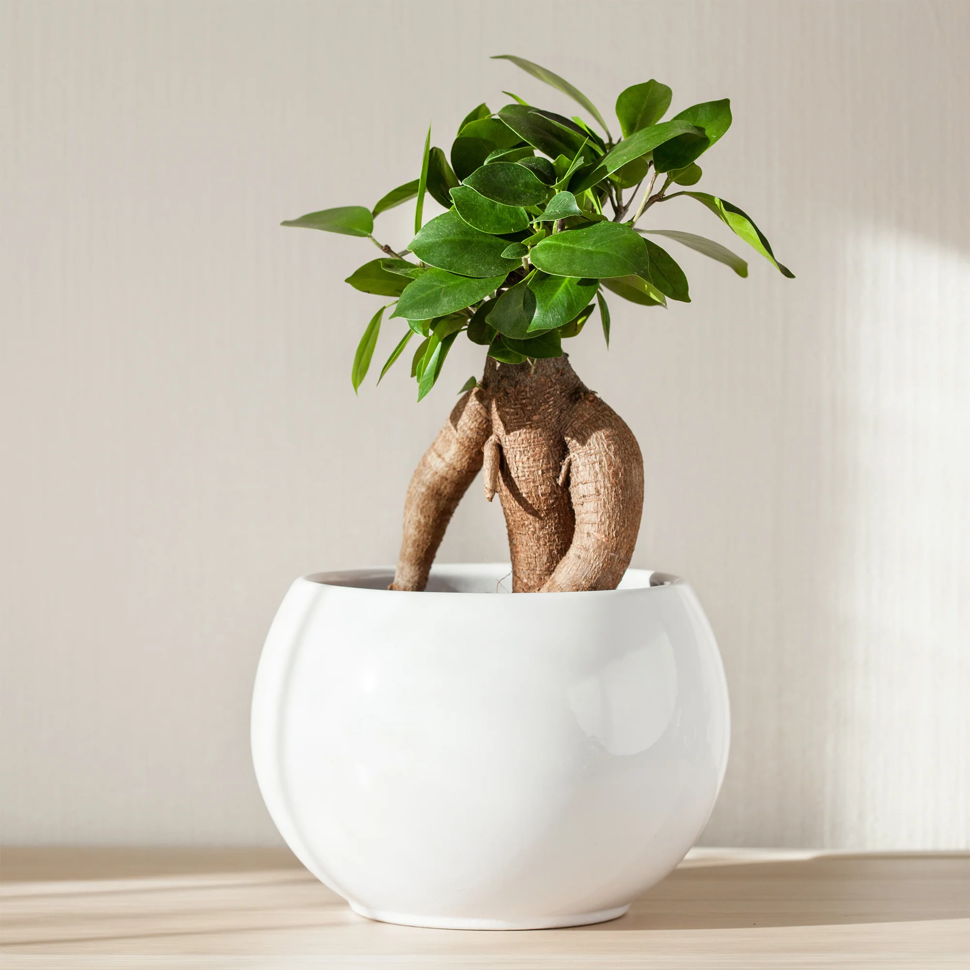 Ficus 'Ginseng' - Image 3