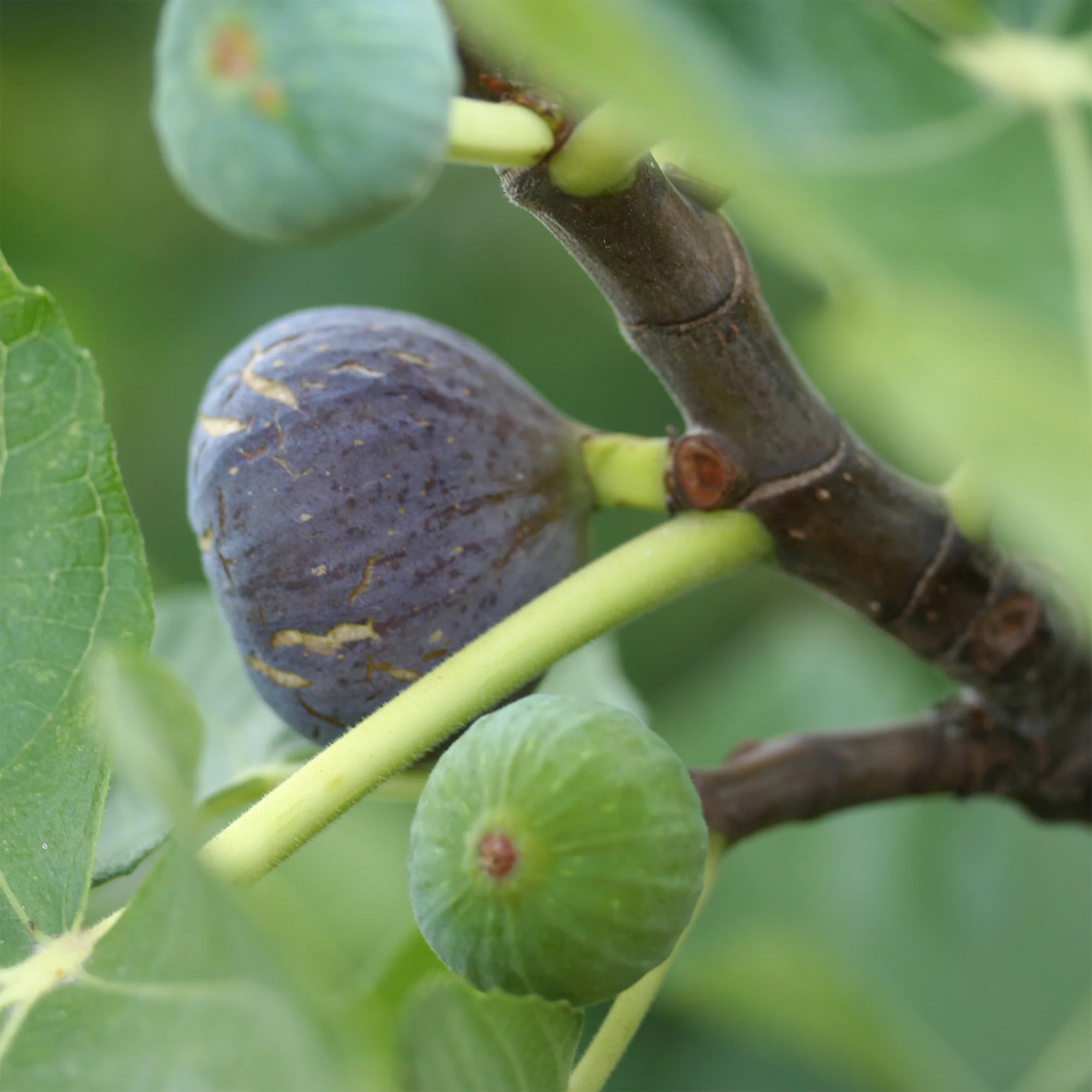 Miniatuur 1