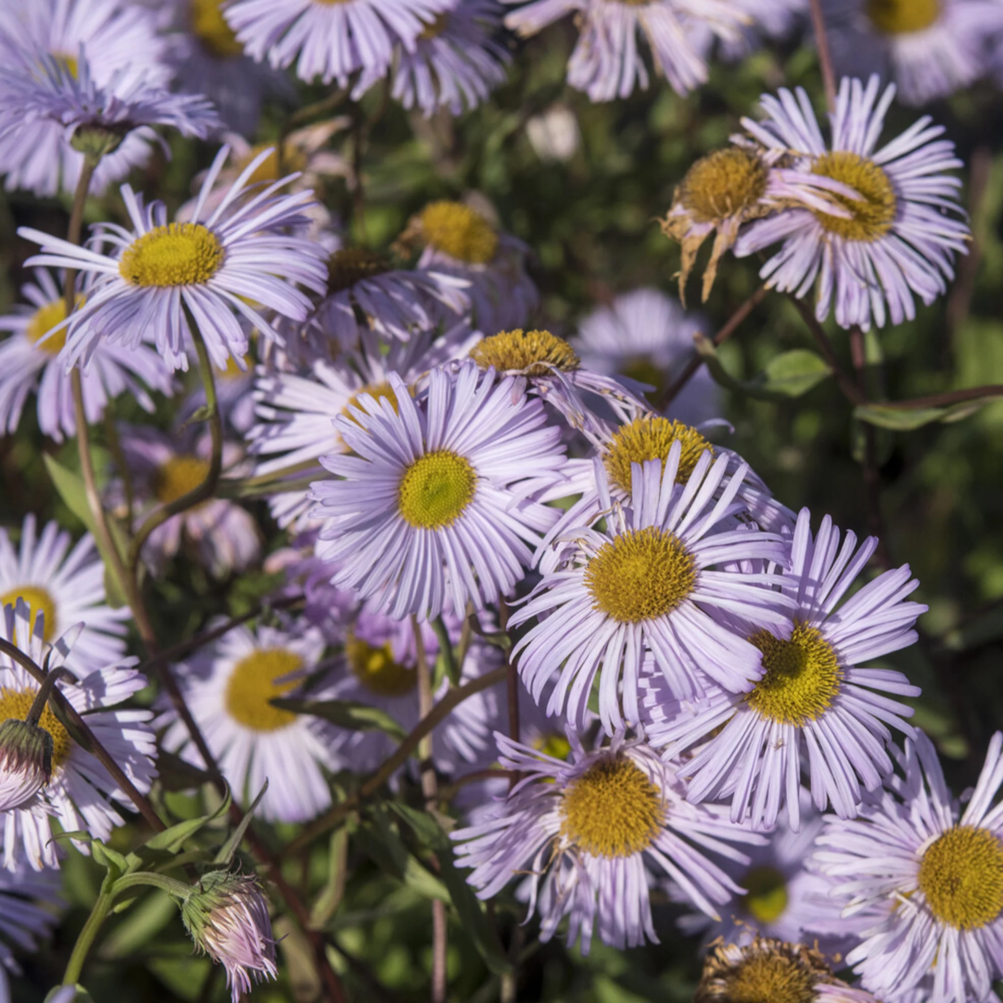 Fijnstraal / Erigeron 'Quakeress'