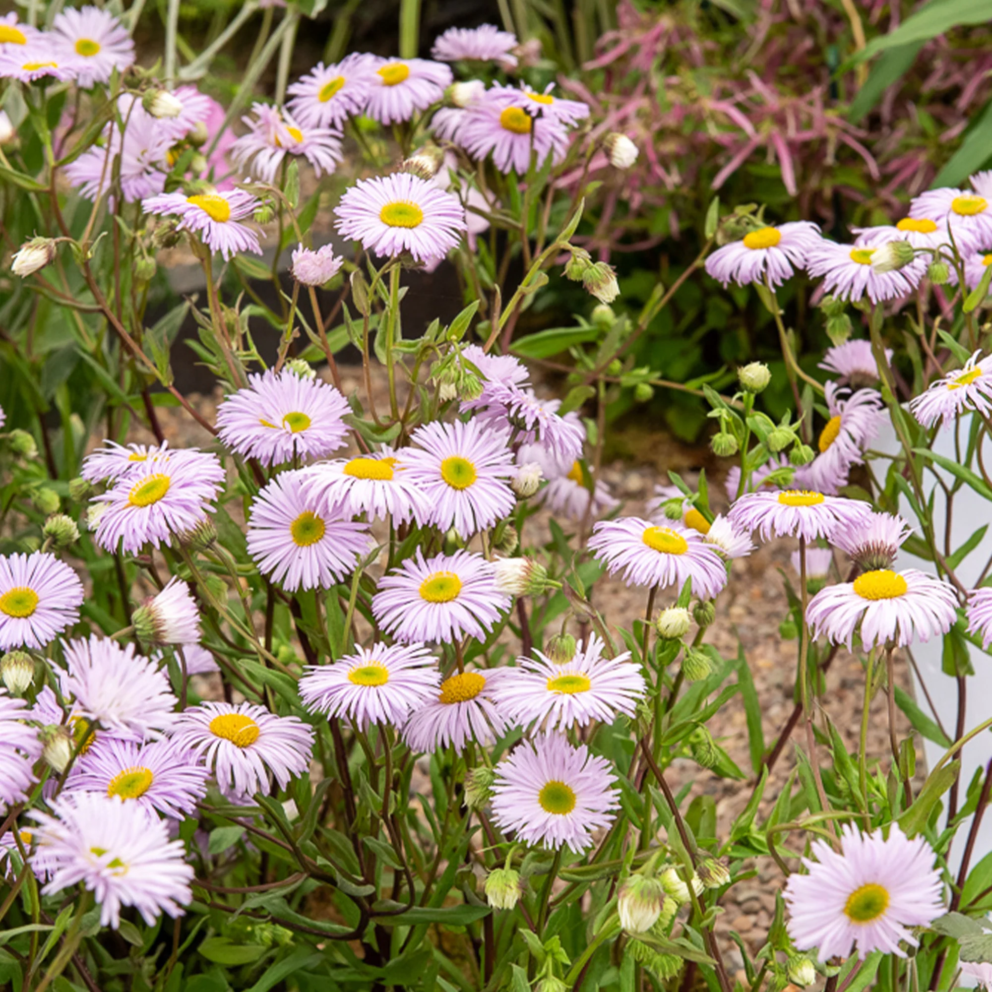 Fijnstraal / Erigeron 'Quakeress' - Image 2