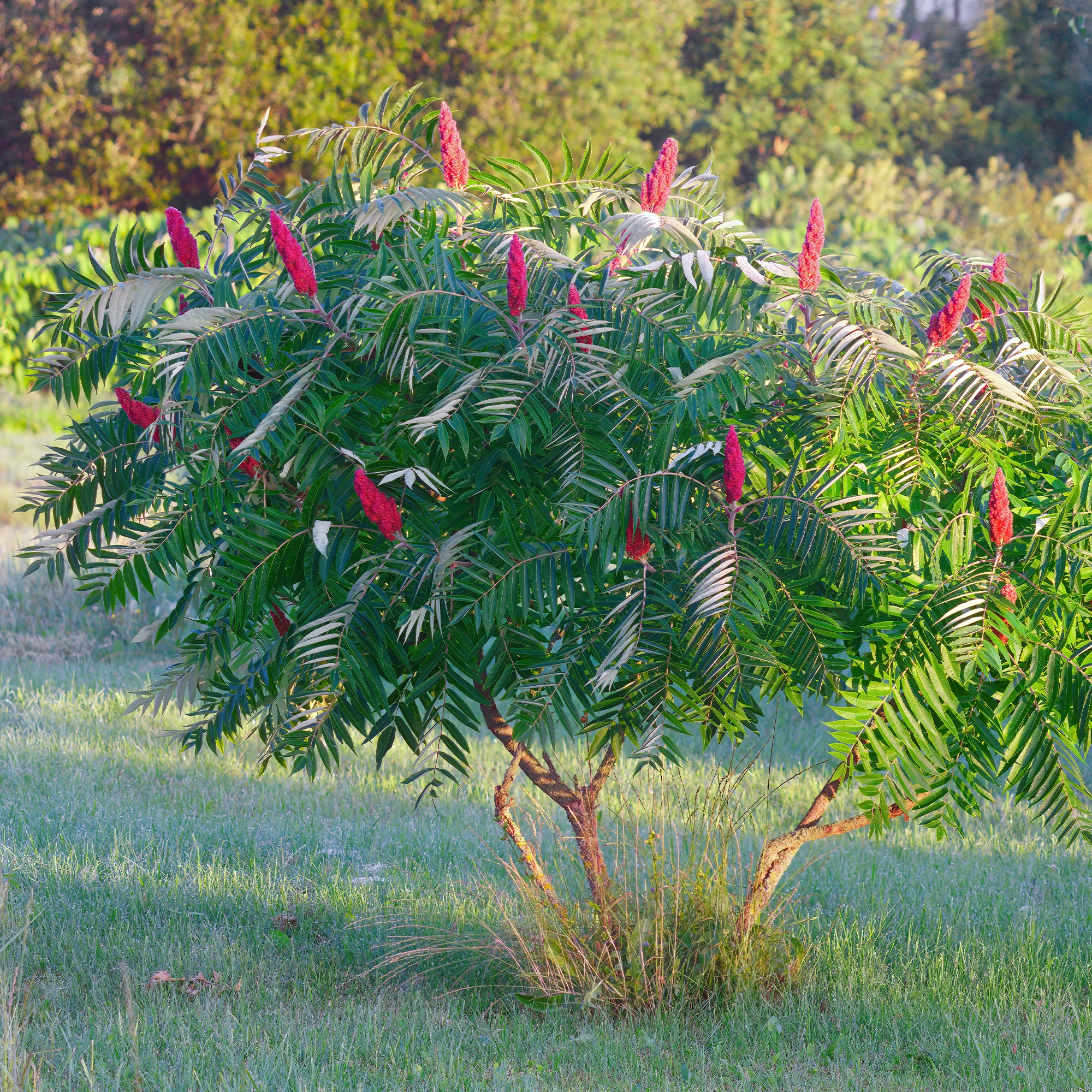 Fluweelboom - Image 2