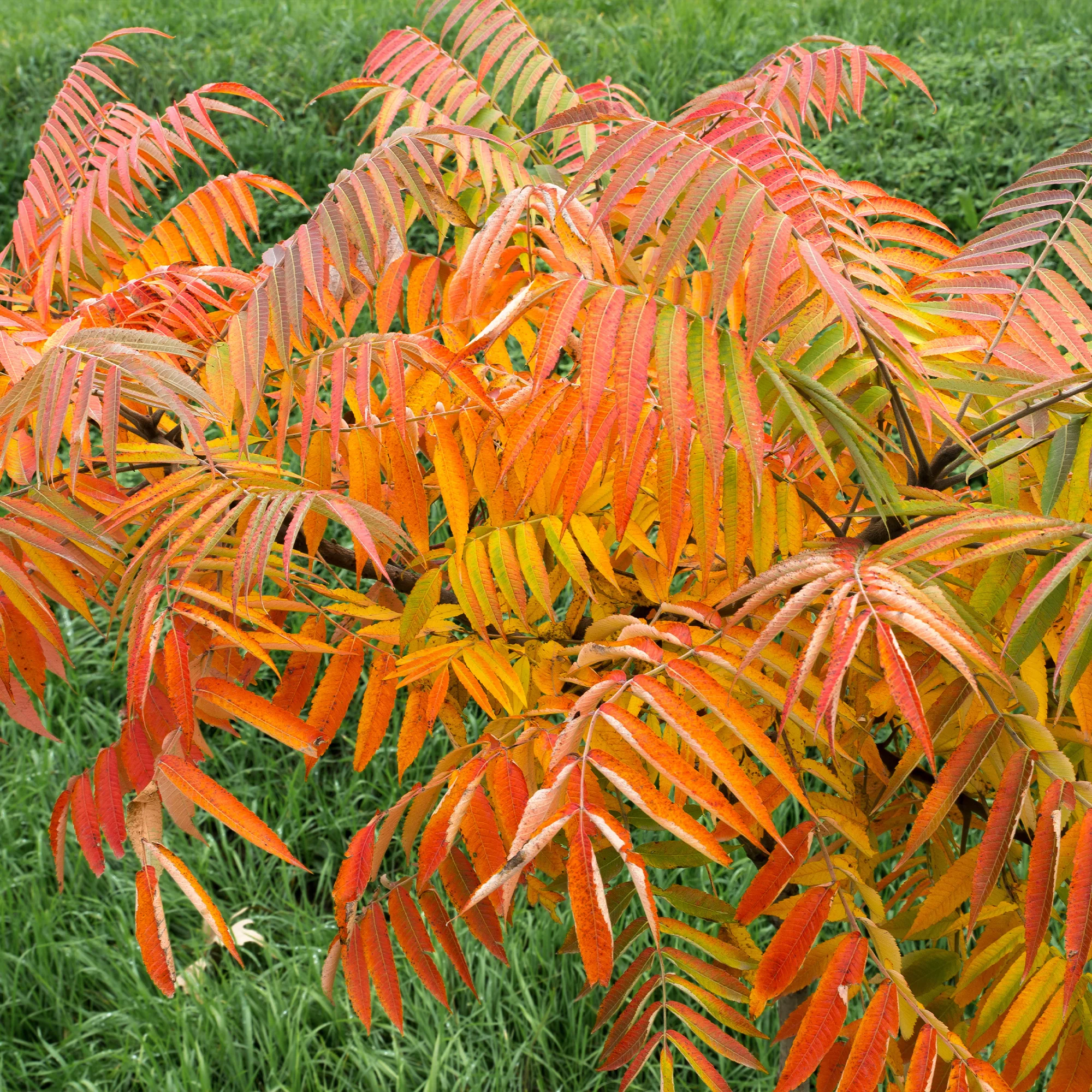 Fluweelboom - Image 3