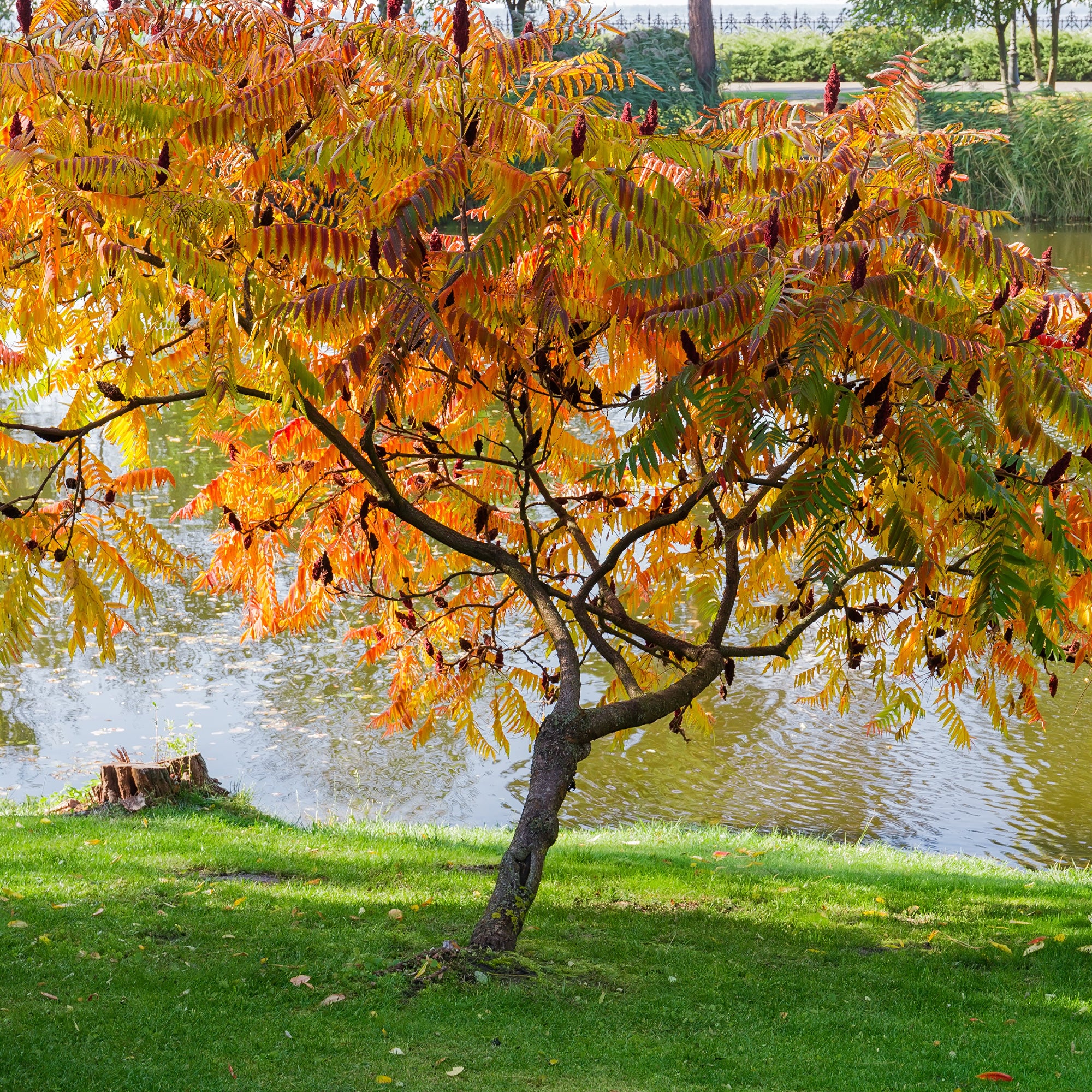 Fluweelboom - Image 5