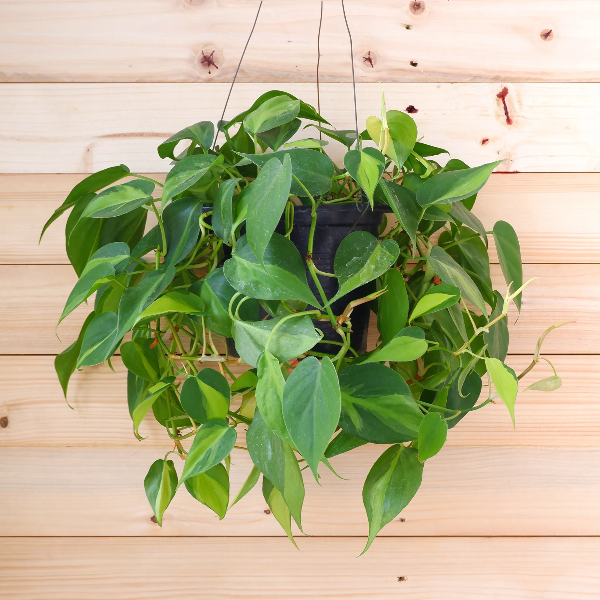 Philodendron Monstera scandens