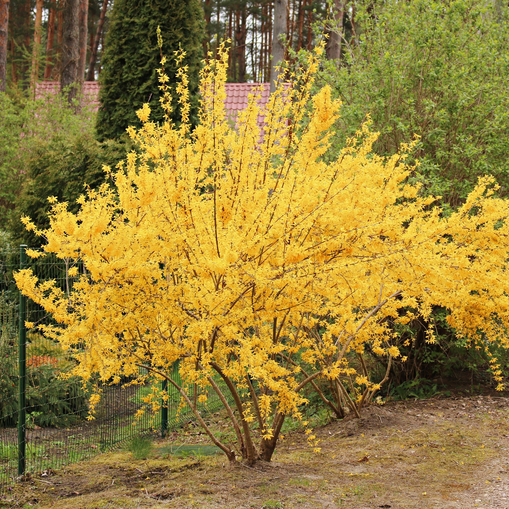 Forsythia Lynwood Gold