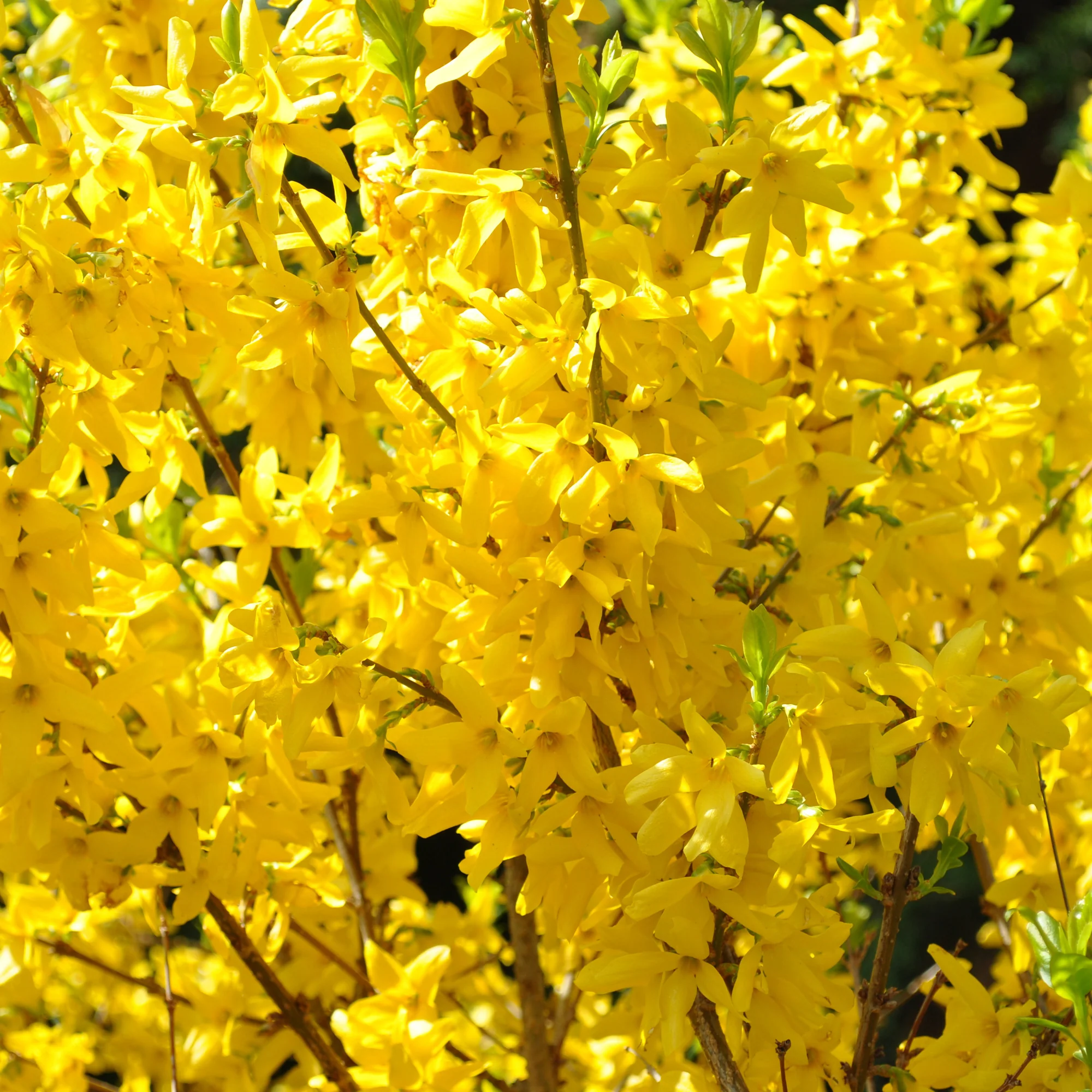 Forsythia Lynwood Gold - Image 2