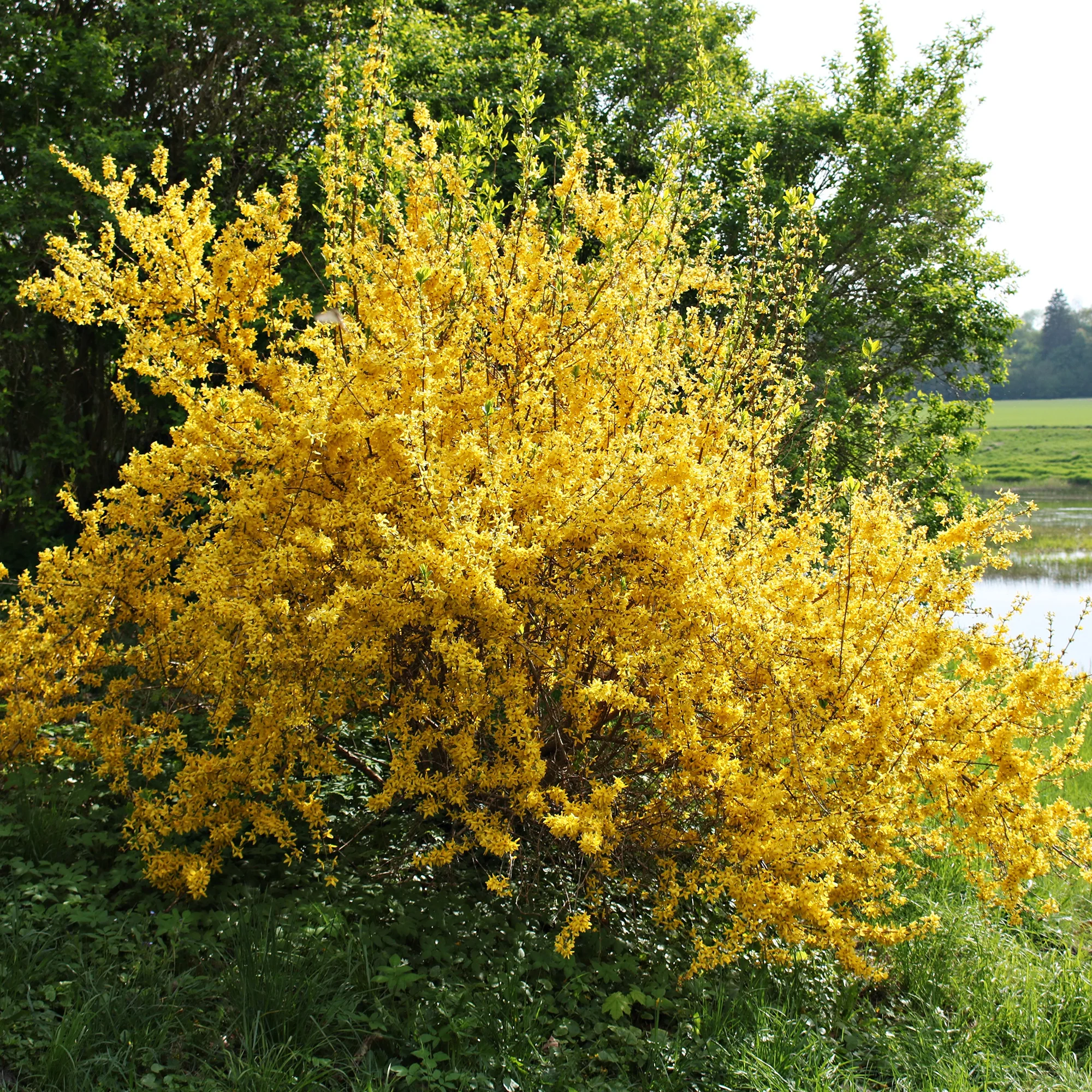 Forsythia Lynwood Gold - Image 3