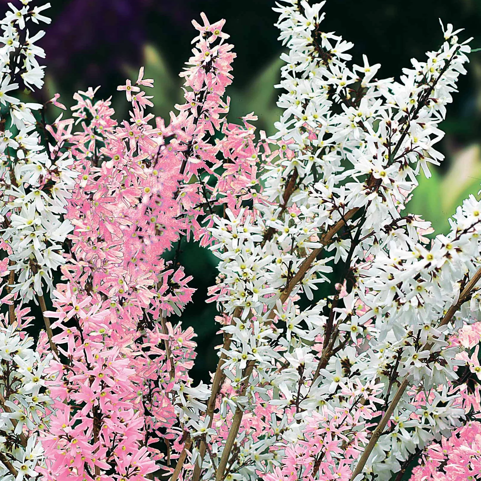 Forsythia - wit + roze