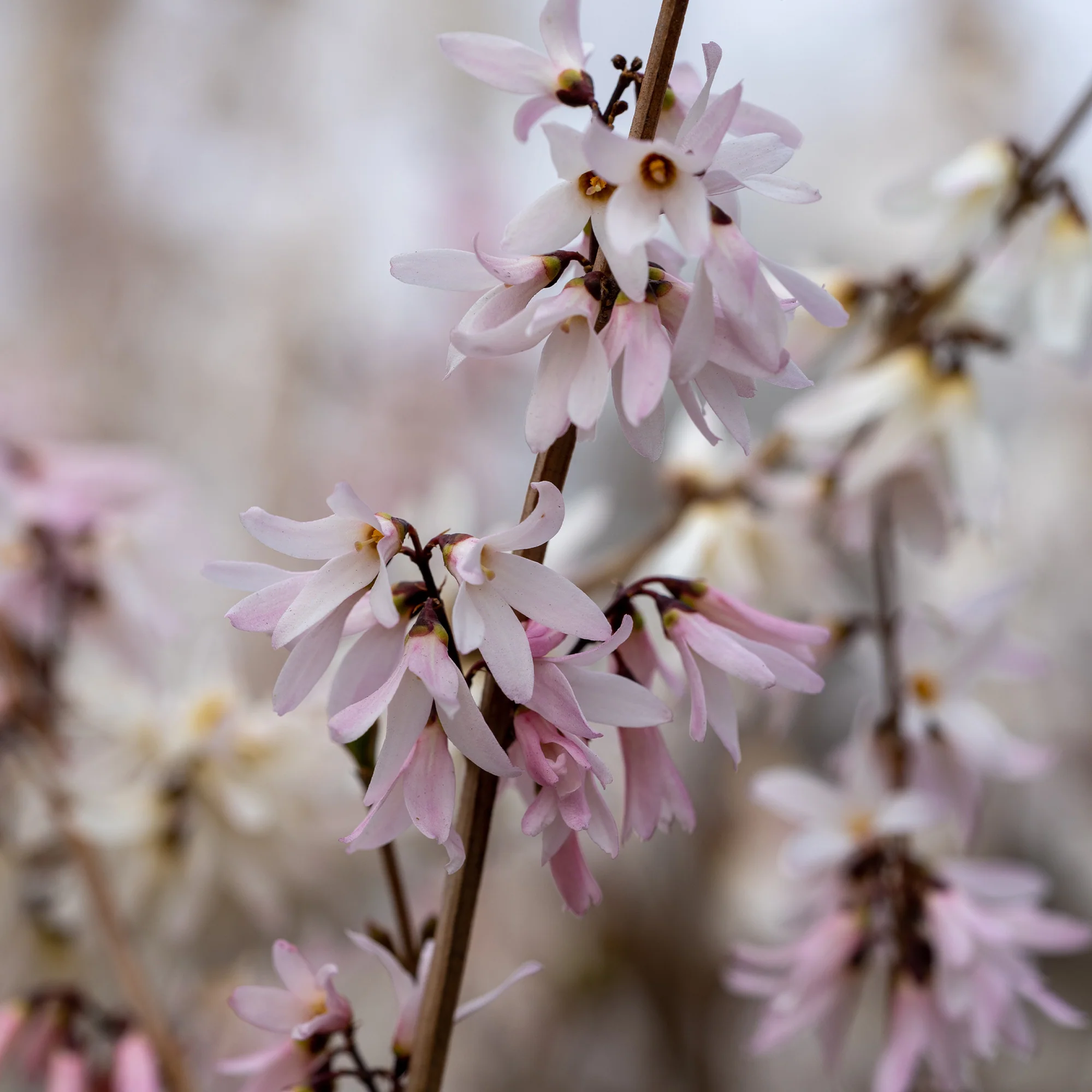 Forsythia - wit + roze - Image 5