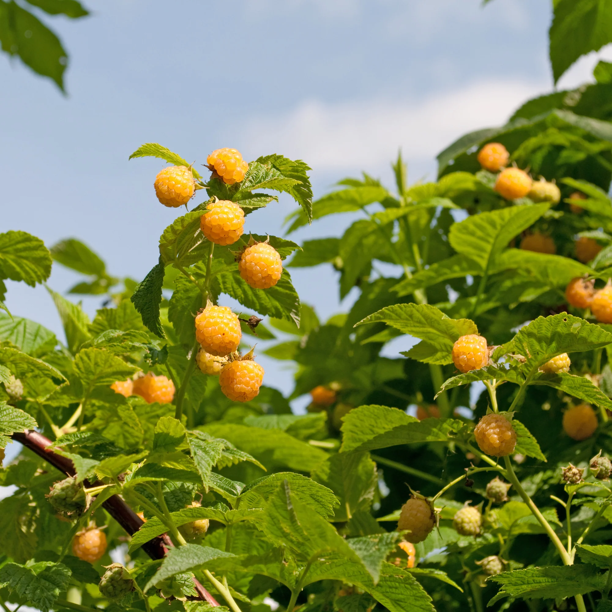 Framboos 'Fallgold'