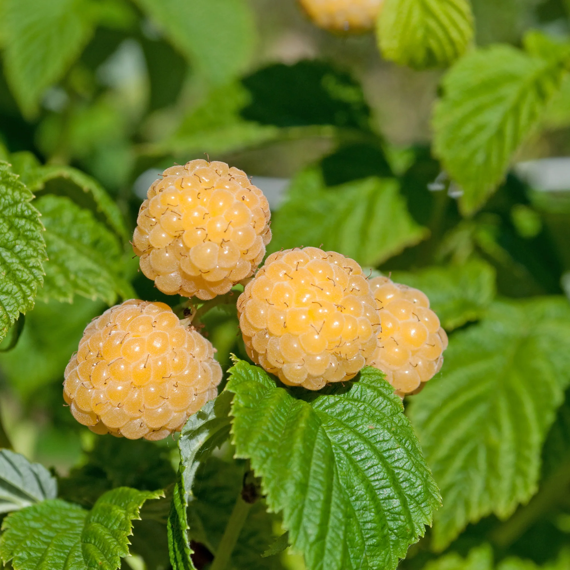 Framboos 'Fallgold' - Image 5