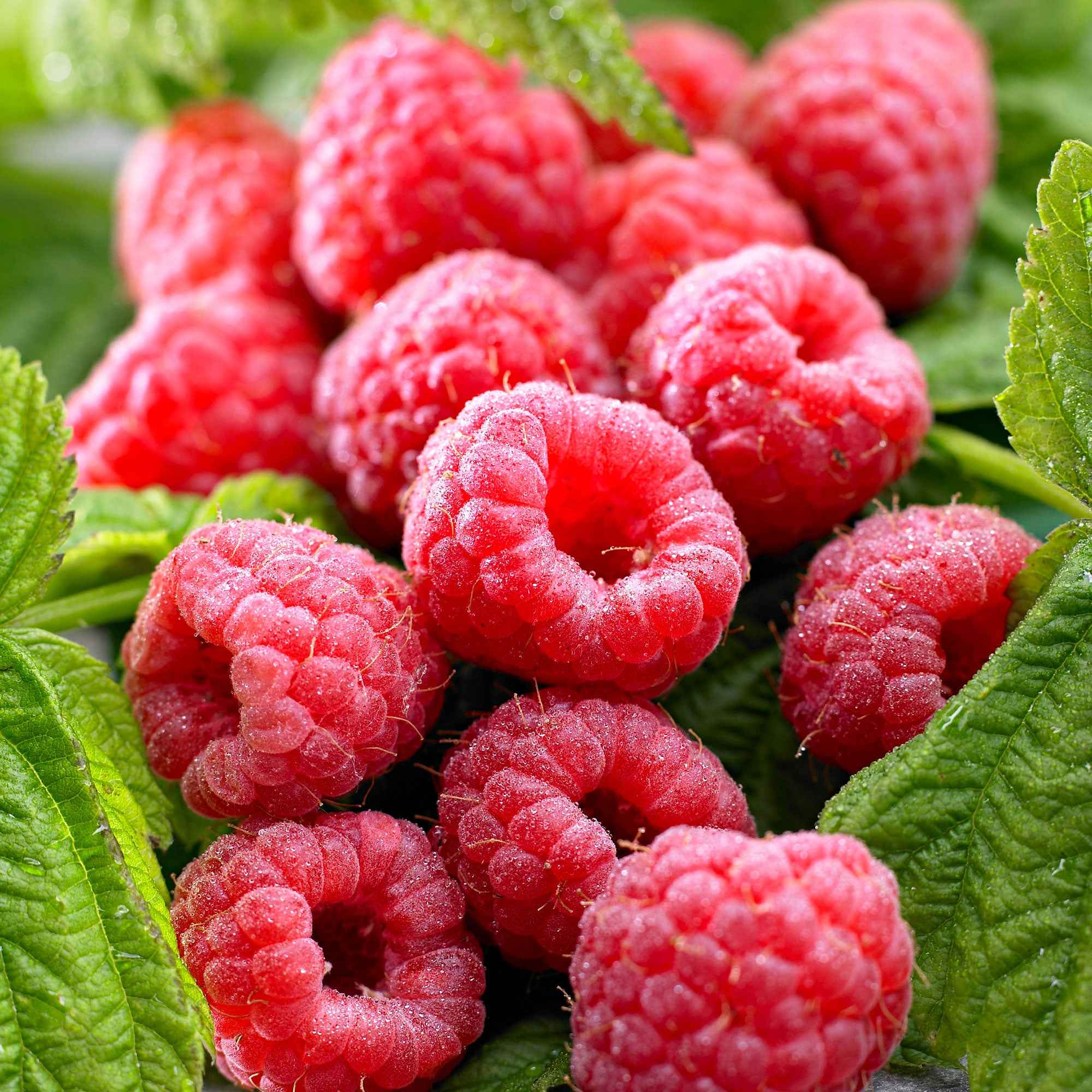 Framboos 'Twotimer Sugana Red'