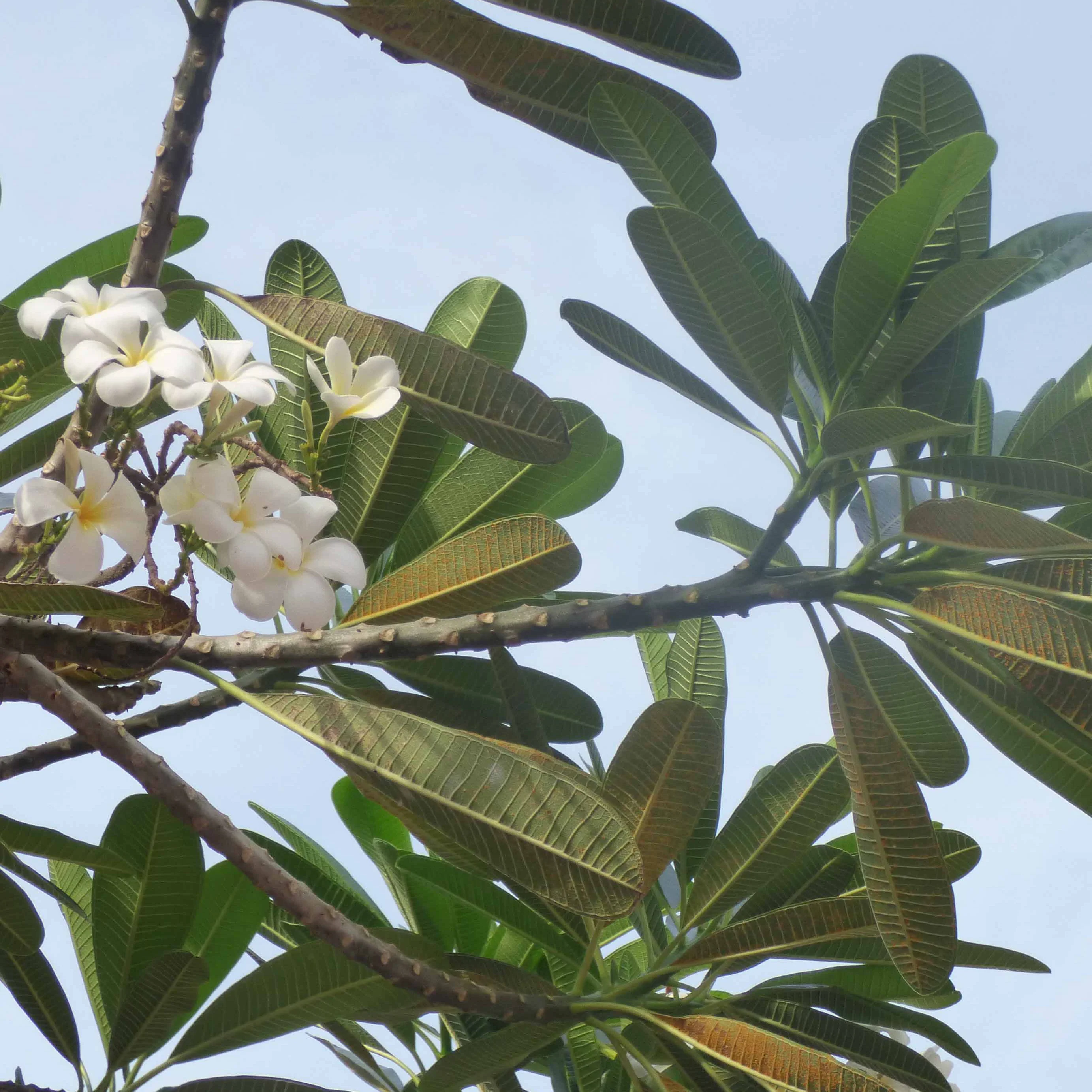 Frangipani - Image 3