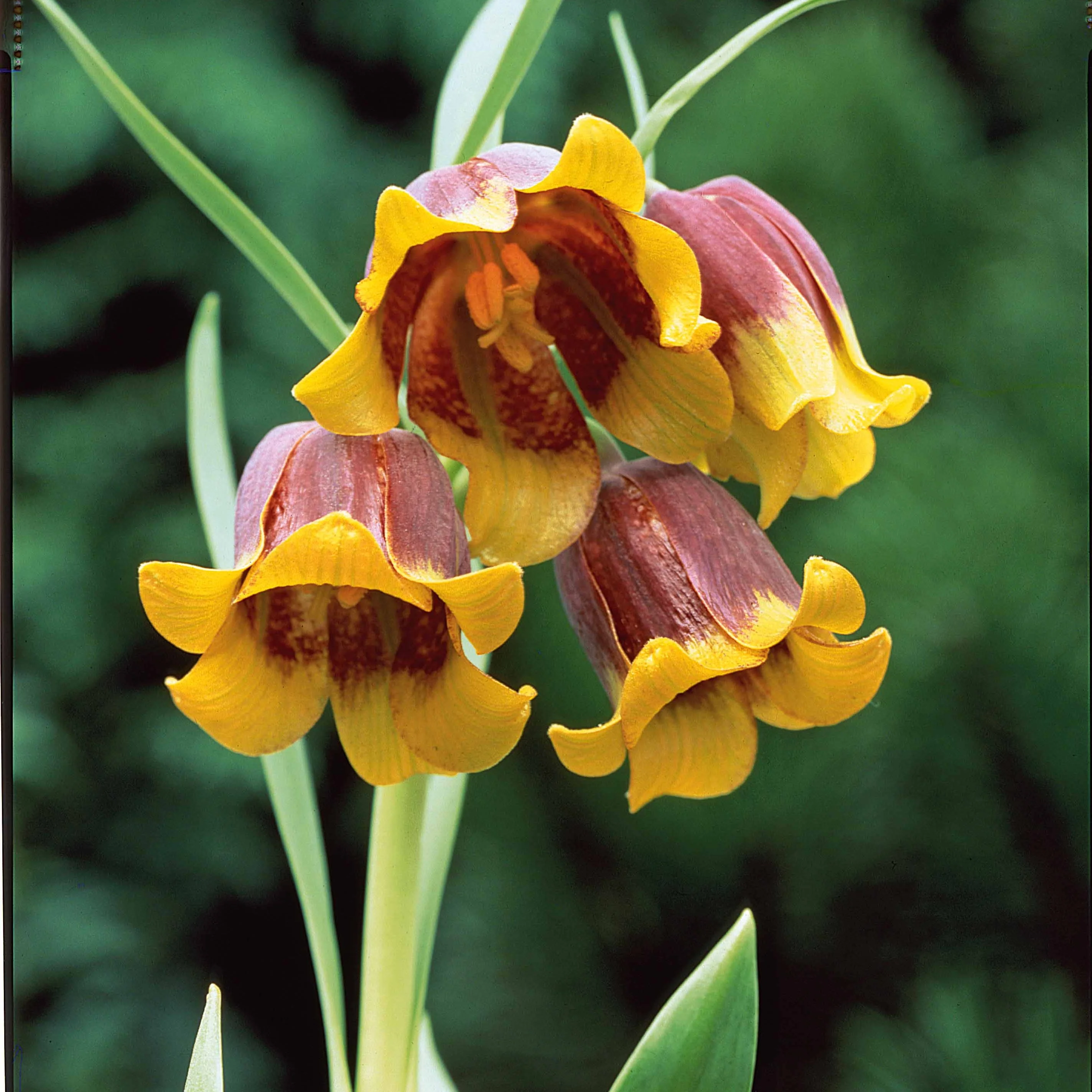 Fritillaria Uva Vulpis (x10)