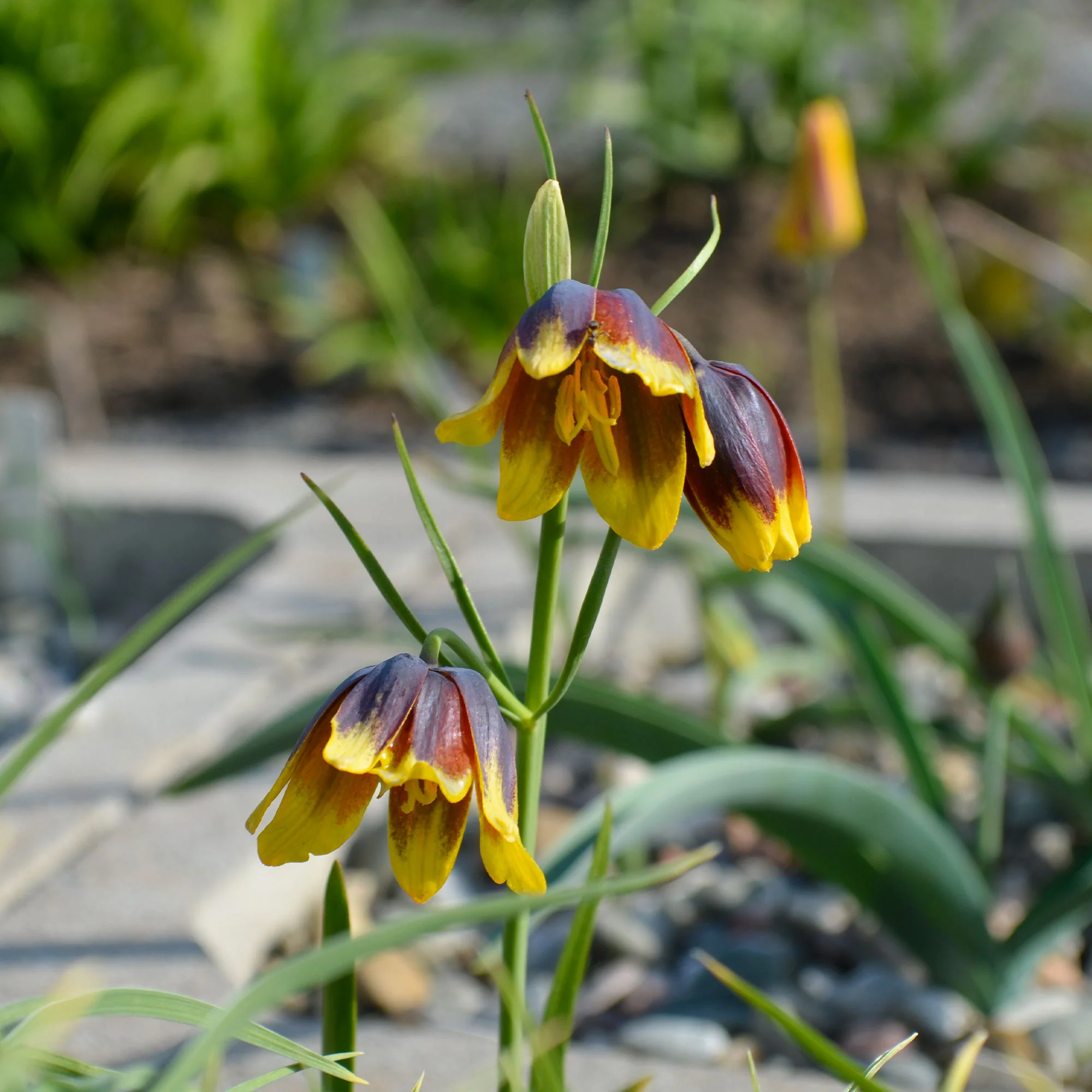 Fritillaria Uva Vulpis (x10) - Image 2