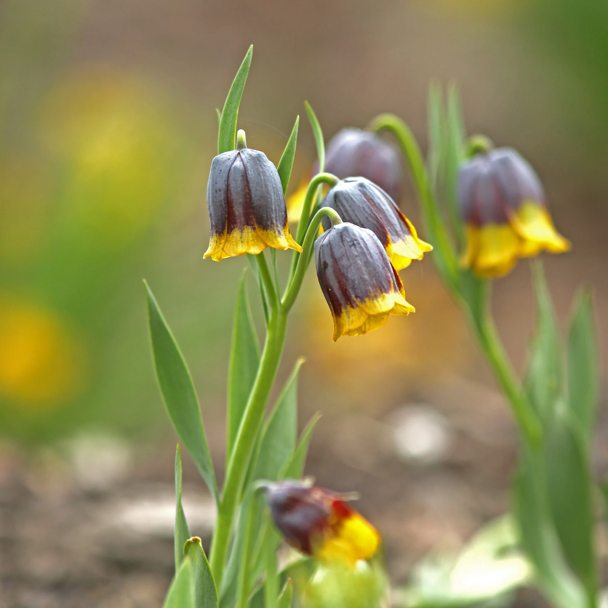 Fritillaria Uva Vulpis (x10) - Image 3