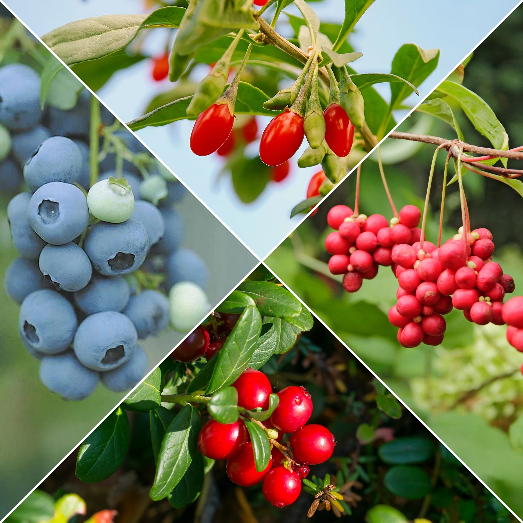 Fruitstruik Mix 'Bomvol Vitamine'