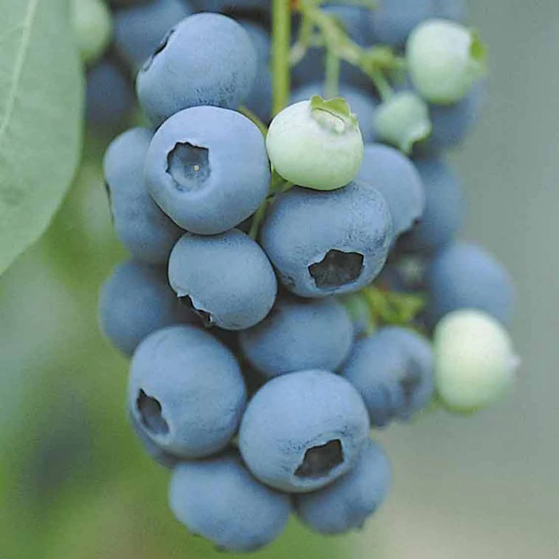 Fruitstruik Mix 'Bomvol Vitamine' - Image 2