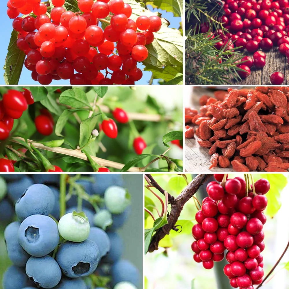 Fruitstruik Mix 'Bomvol Vitamine' - Image 6