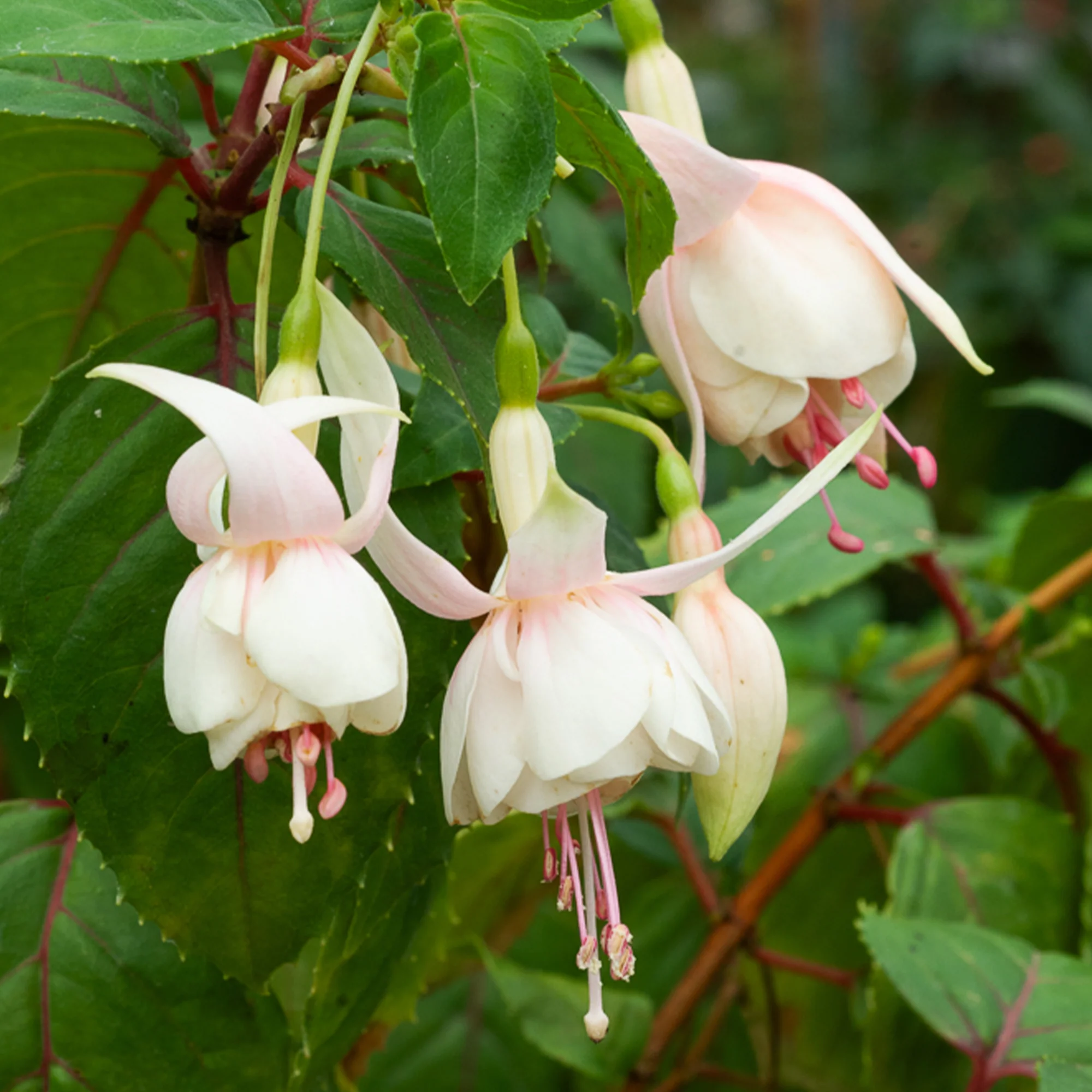 Fuchsia 'Annabel' - winterhard (x3)