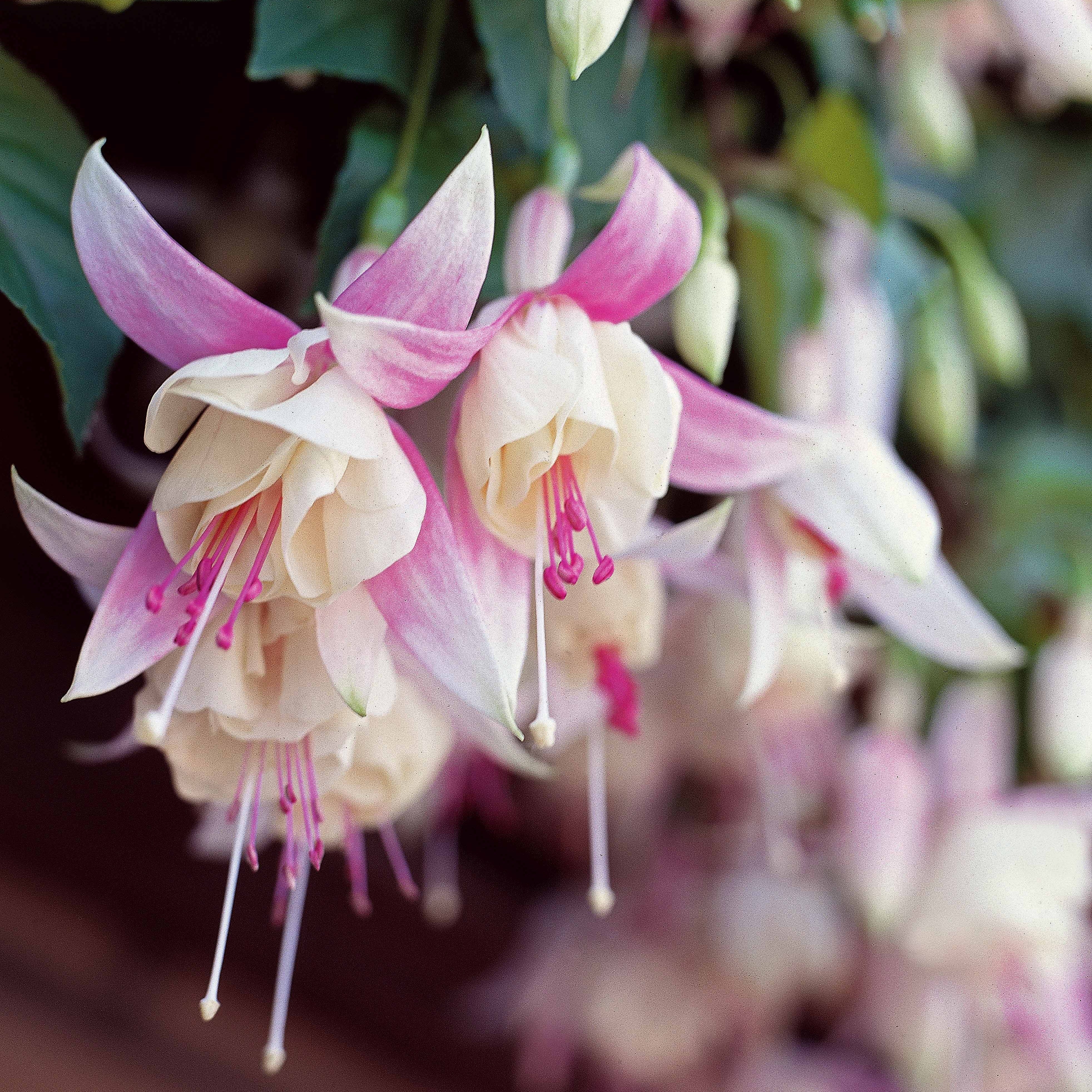 Fuchsia 'Annabel' - winterhard (x3) - Image 2