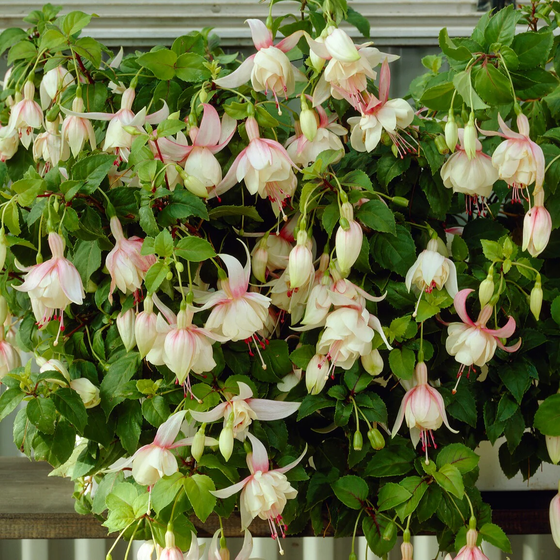 Fuchsia 'Annabel' - winterhard (x3) - Image 3