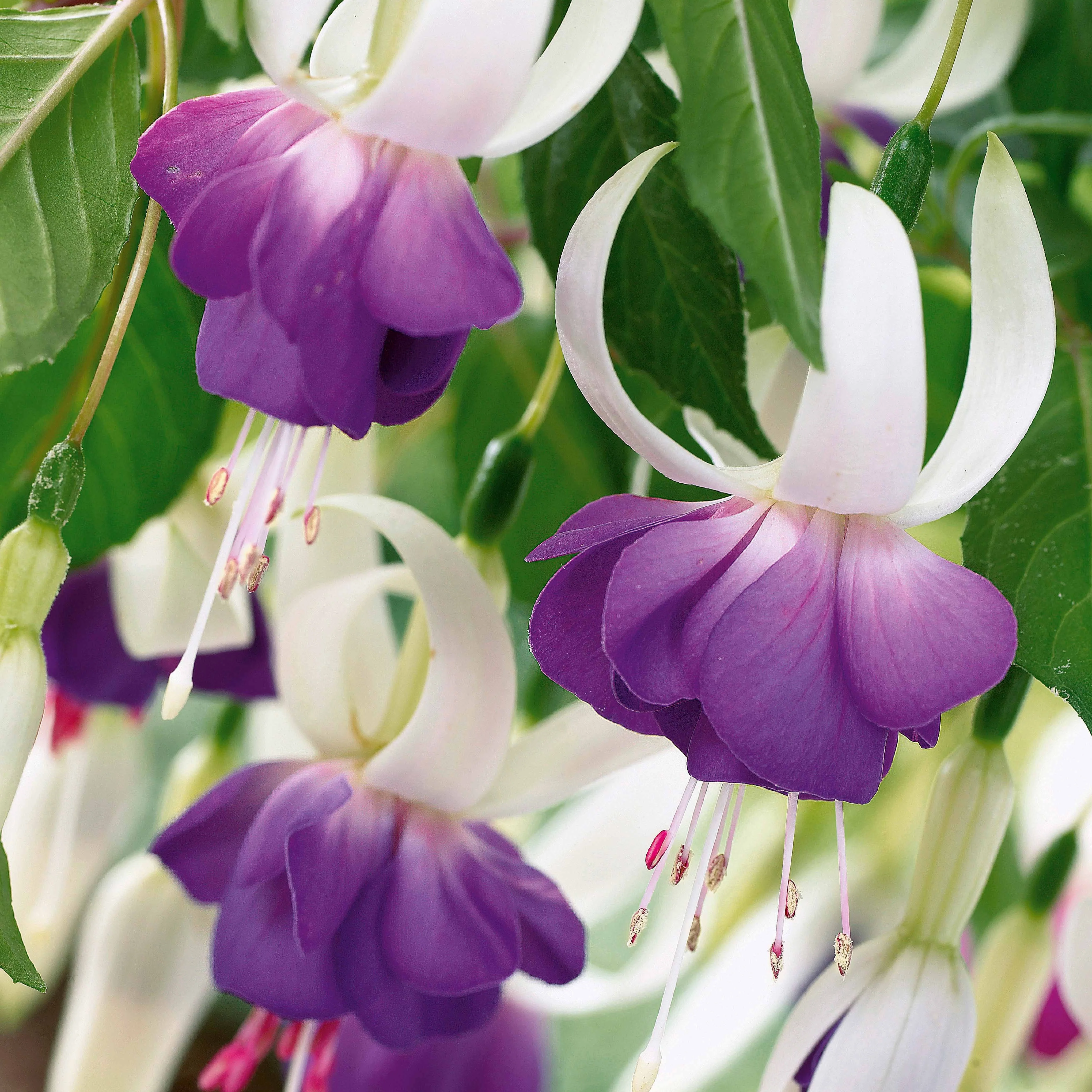 Fuchsia 'Blue Sarah - winterhard (x3) - Image 2
