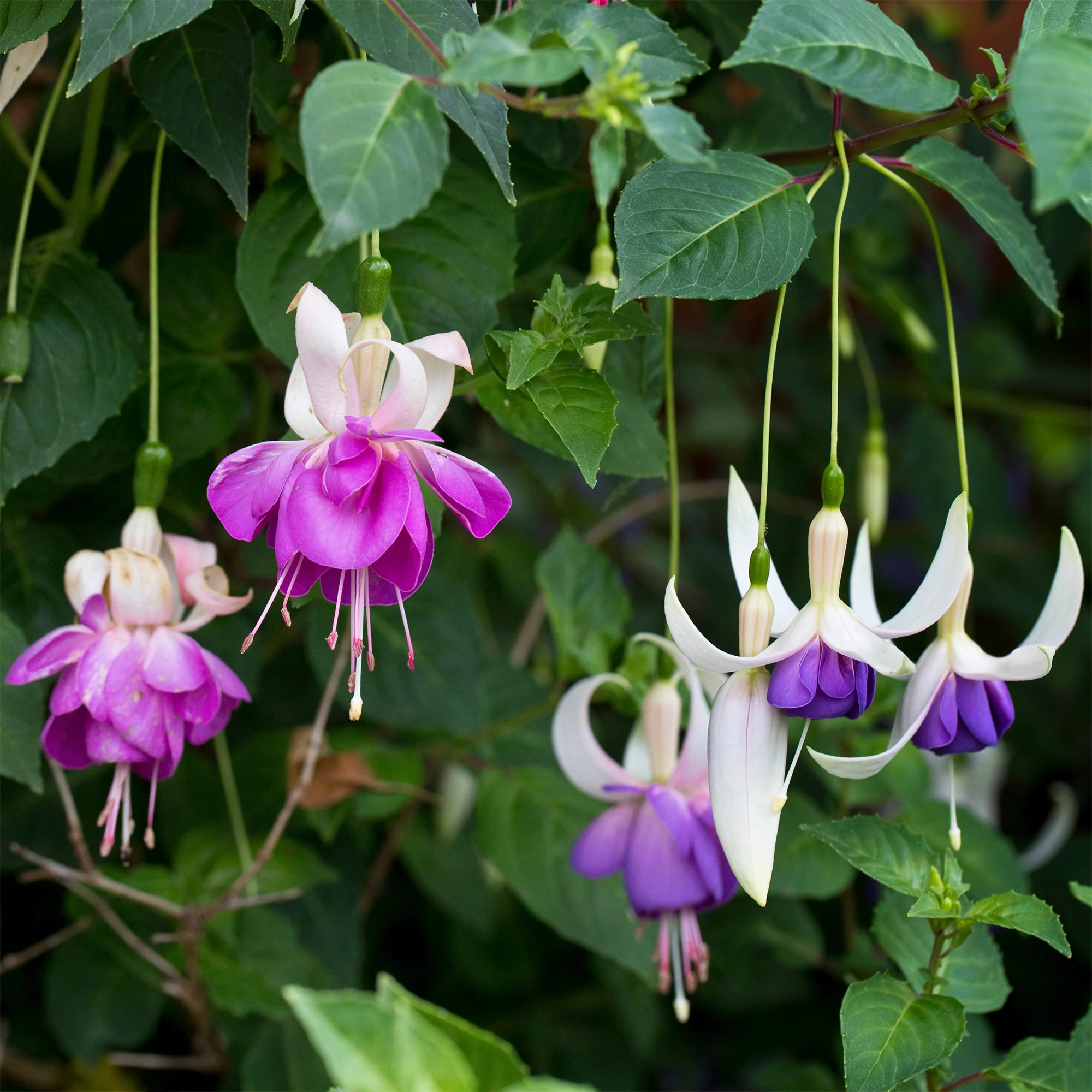Fuchsia 'Blue Sarah - winterhard (x3) - Image 3