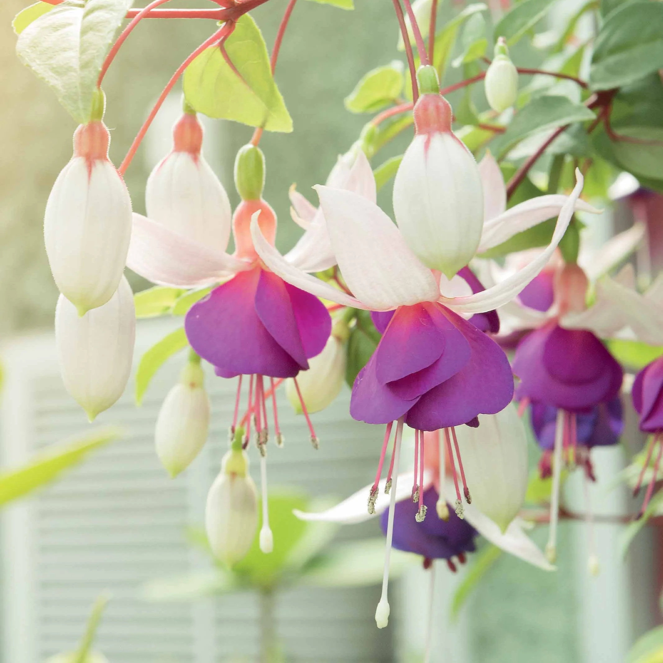Fuchsia Mix 'Blue Sarah' + 'Annabel' - winterhard (x6)