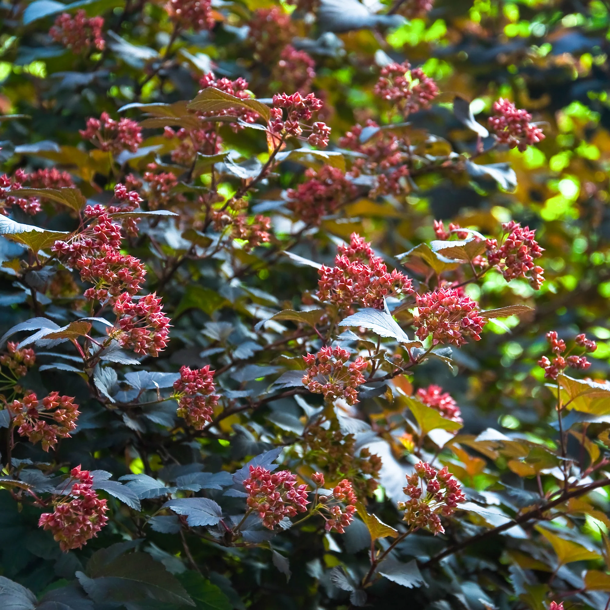 Fysocarp Red Baron - Image 3