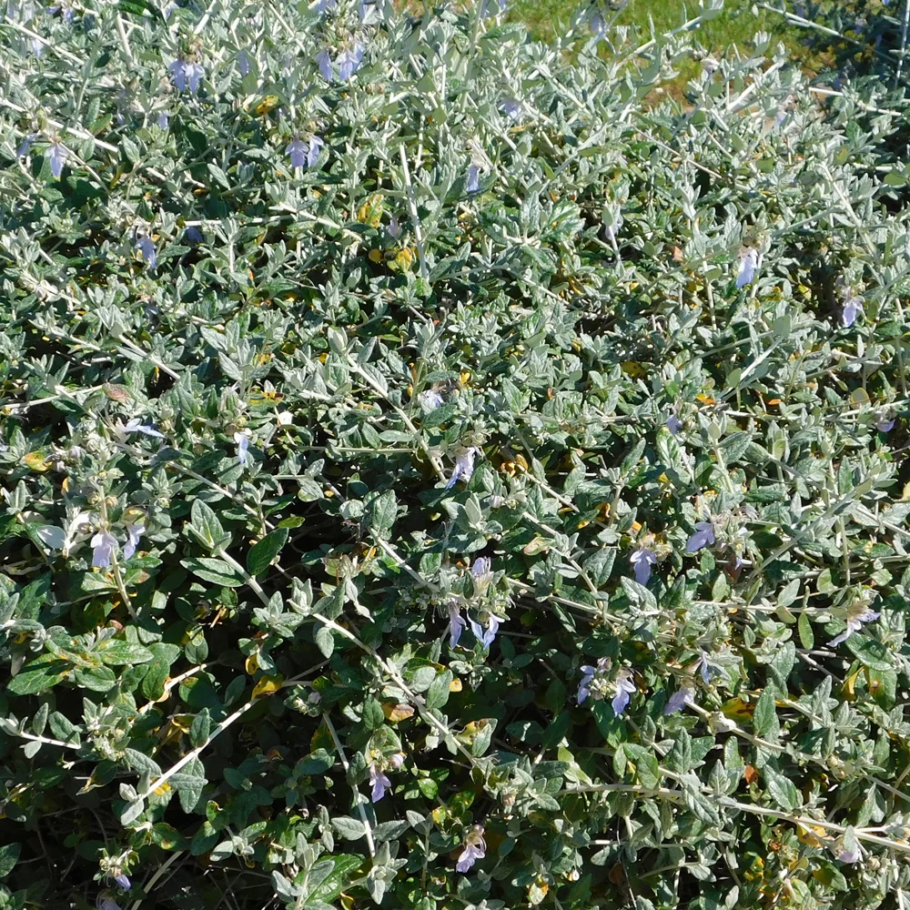 Gamander 'Azureum'