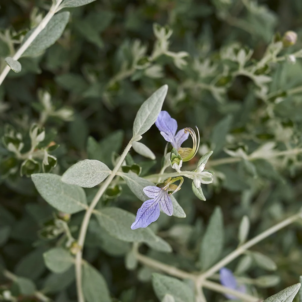 Gamander 'Azureum' - Image 2