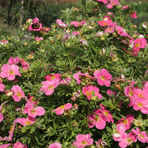 Ganzerik 'Bellisima'