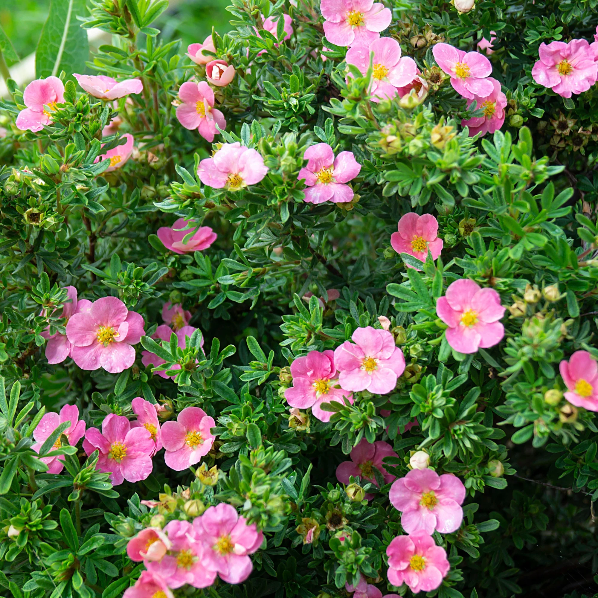 Ganzerik 'Bellisima' - Image 2