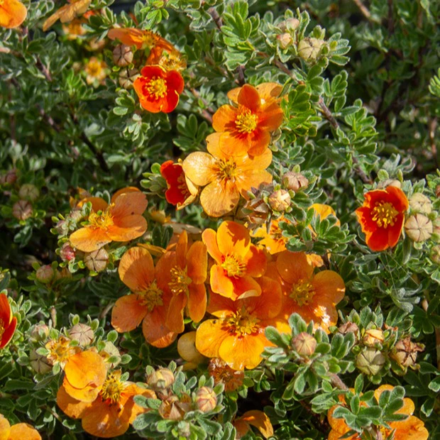 Ganzerik 'Hopley's Orange'
